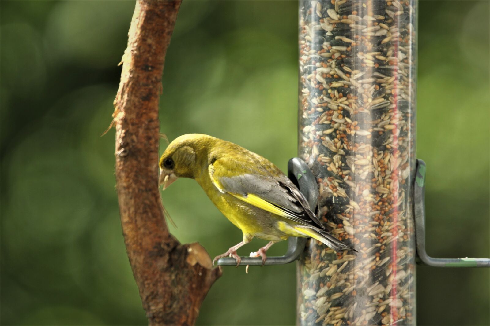 150-600mm F5-6.3 DG OS HSM | Contemporary 015 sample photo. Finch, bird, nature photography