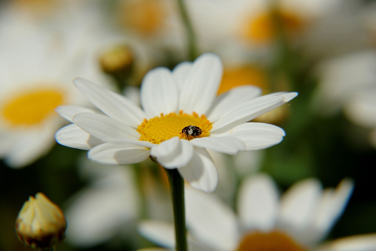 Canon EOS 550D (EOS Rebel T2i / EOS Kiss X4) sample photo. Marguerite, leucanthemum vulgare, flower photography