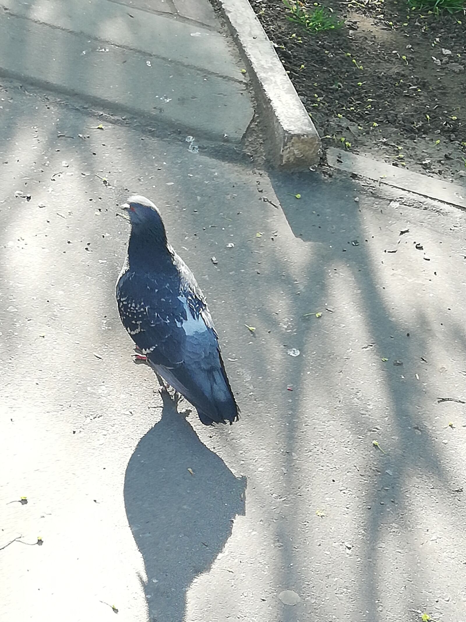 HUAWEI P20 lite sample photo. Dove, day, street photography