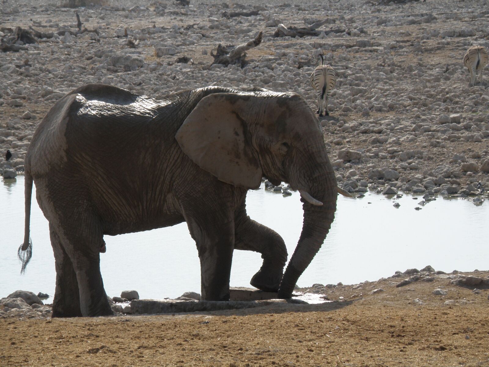 Olympus SP570UZ sample photo. Elephants, namibia, park photography