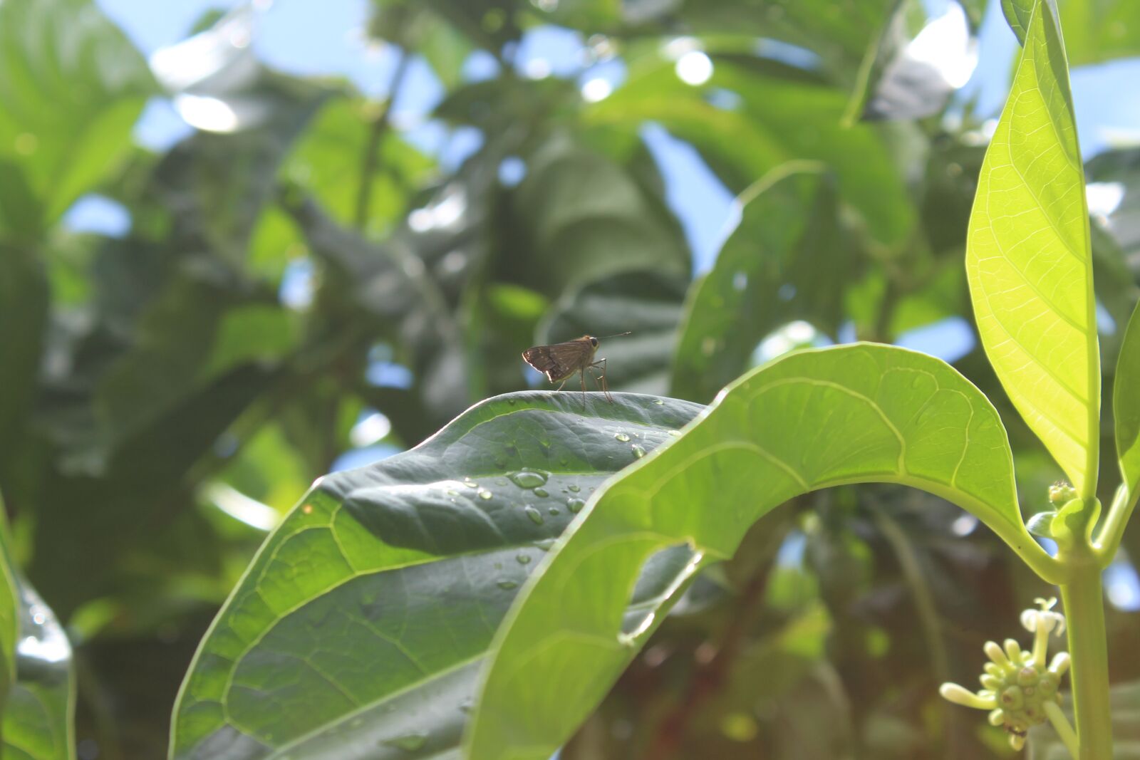 Canon EOS 1300D (EOS Rebel T6 / EOS Kiss X80) sample photo. Insect, leaf, plant photography