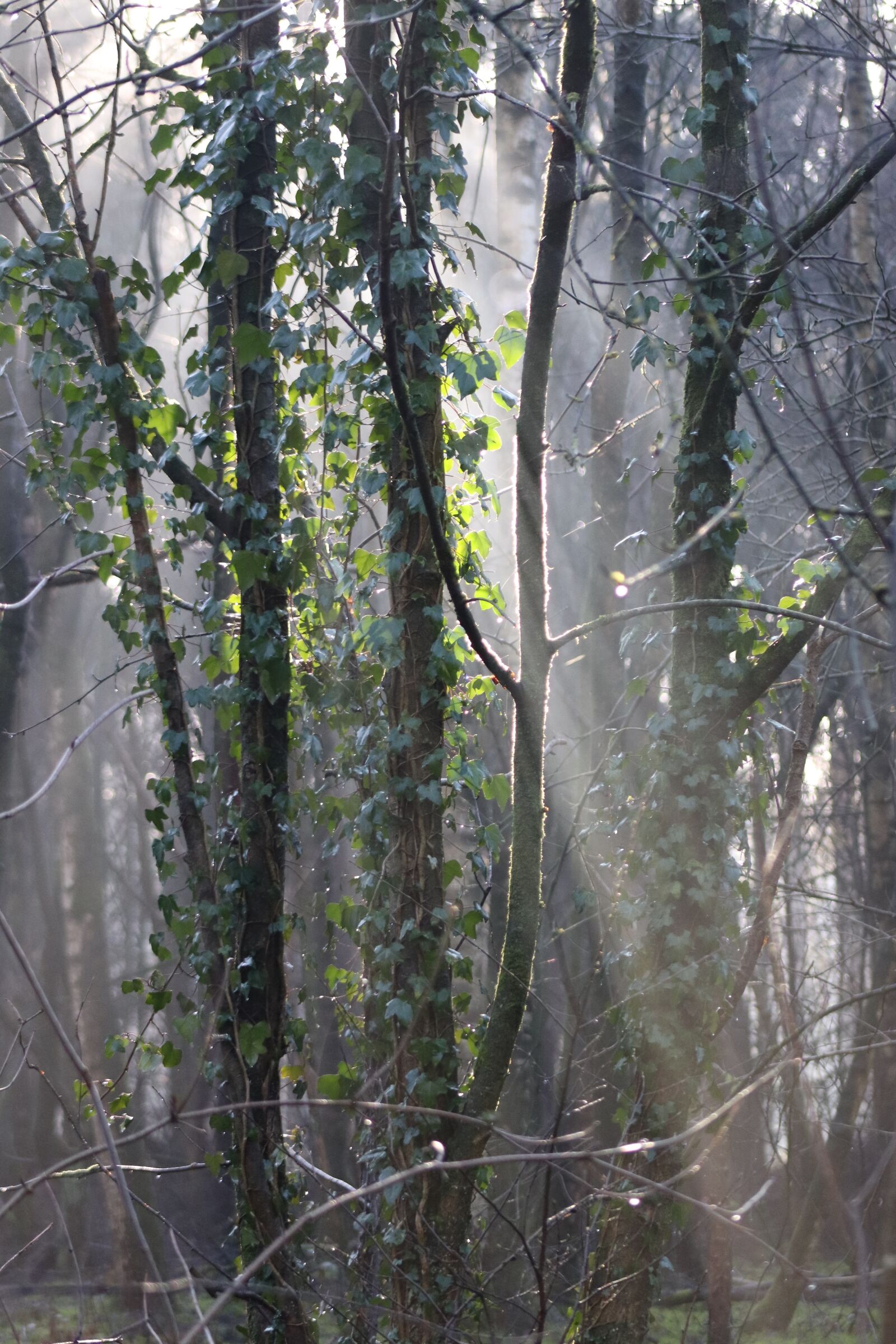 Canon EOS 77D (EOS 9000D / EOS 770D) sample photo. Forest, sun rays, atmosphere photography