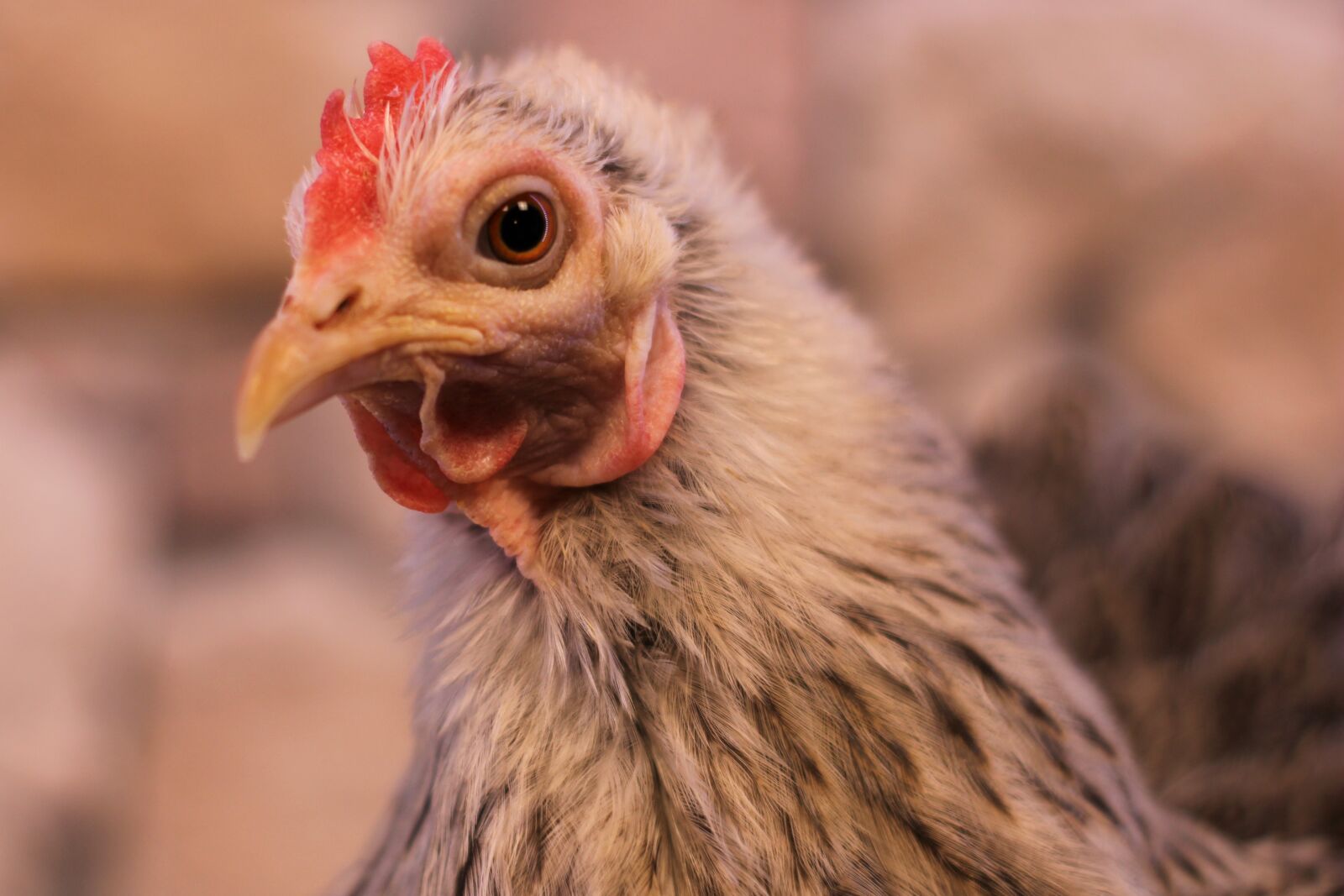Canon EOS 2000D (EOS Rebel T7 / EOS Kiss X90 / EOS 1500D) sample photo. Chicken, hen, poultry photography