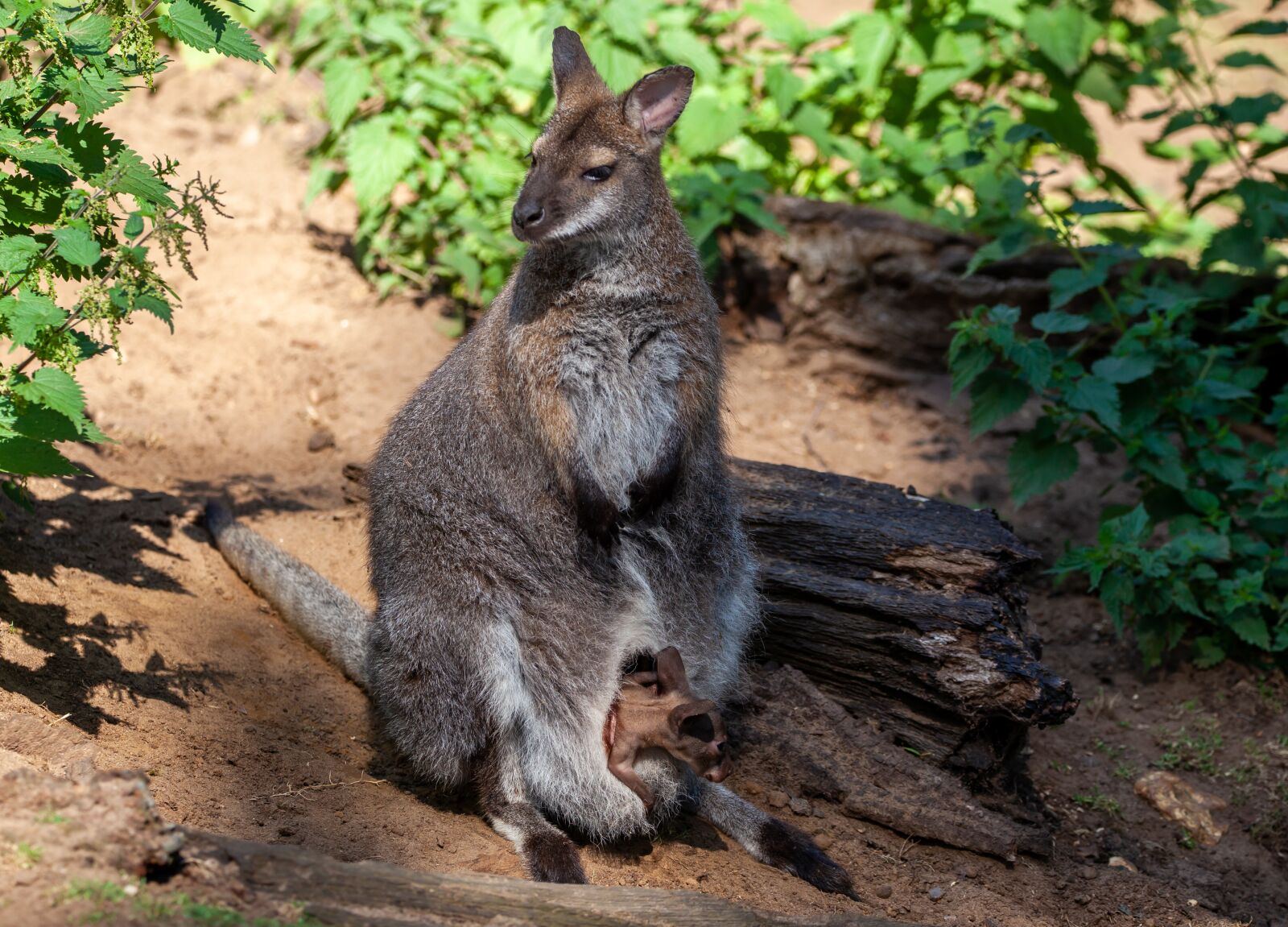 150-600mm F5-6.3 DG OS HSM | Contemporary 015 sample photo. Red necked wallaby, wallaby photography