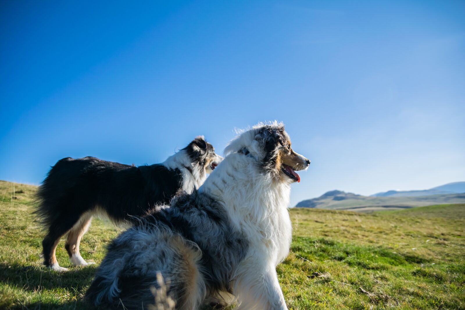 Nikon D5300 sample photo. Dogs, mountain, landscape photography