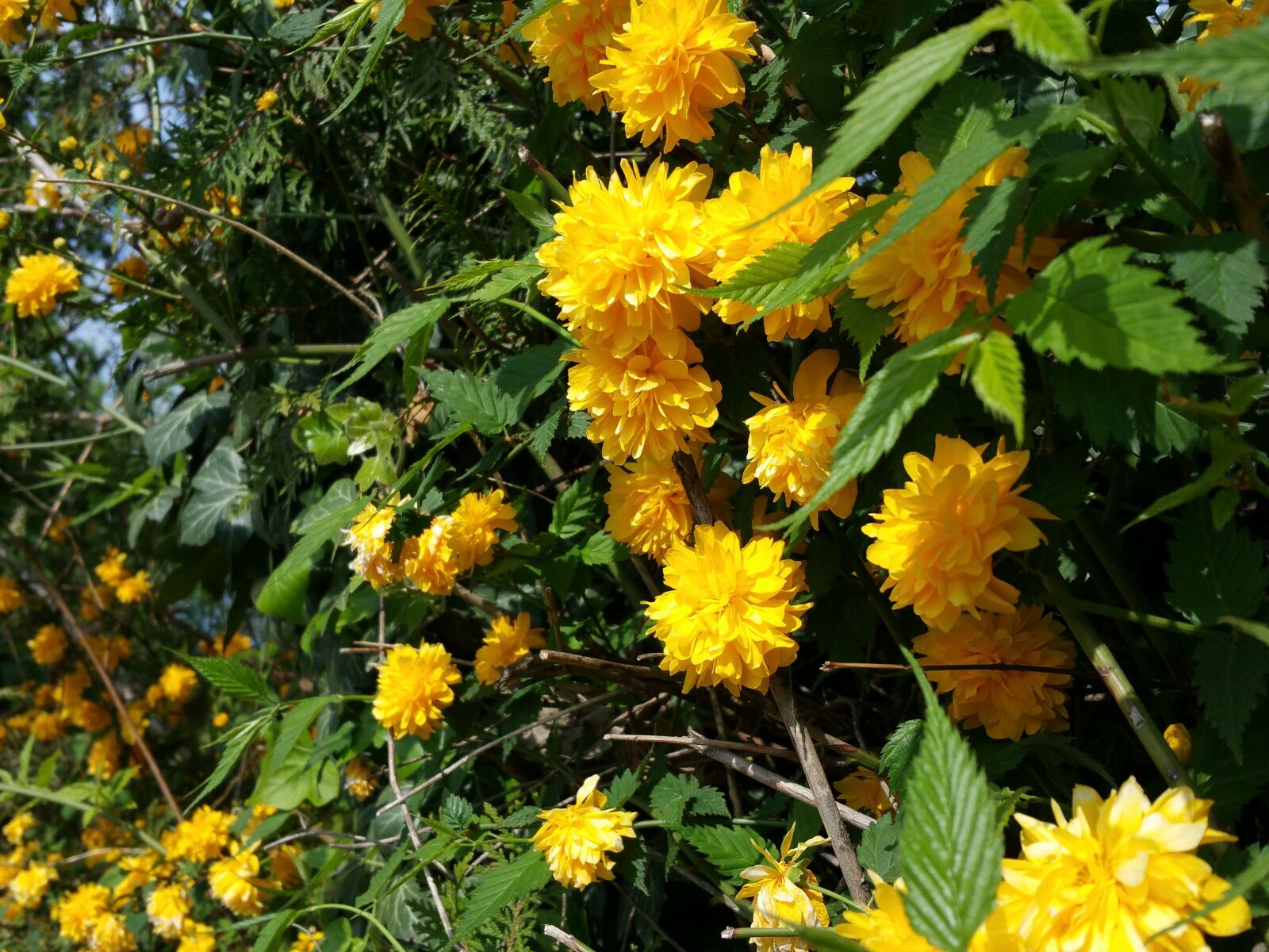 Samsung Galaxy Note4 sample photo. Yellow, flowers, blossom photography