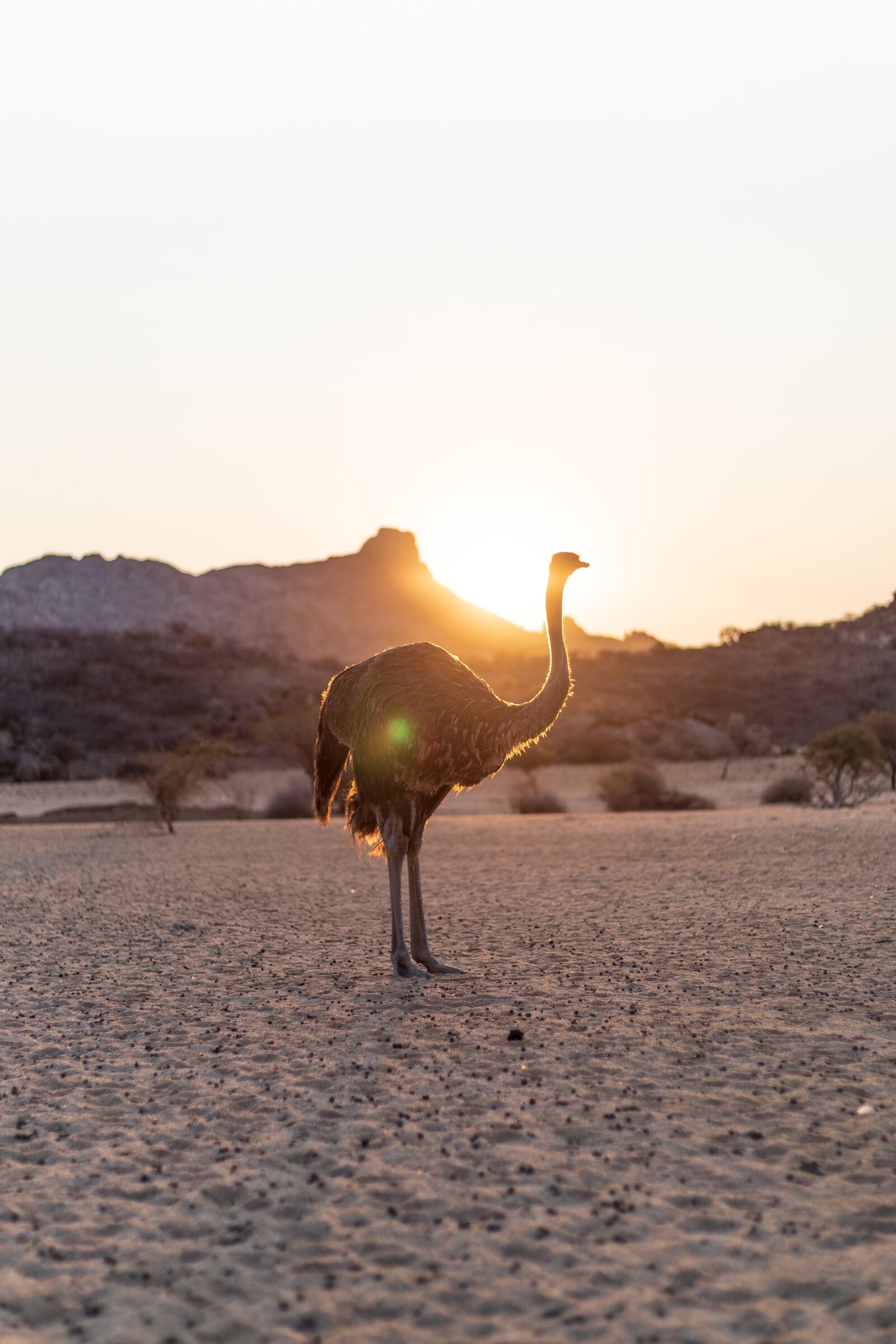 Canon EF 50mm F1.8 STM sample photo. Strauss, bird bouquet, sunset photography