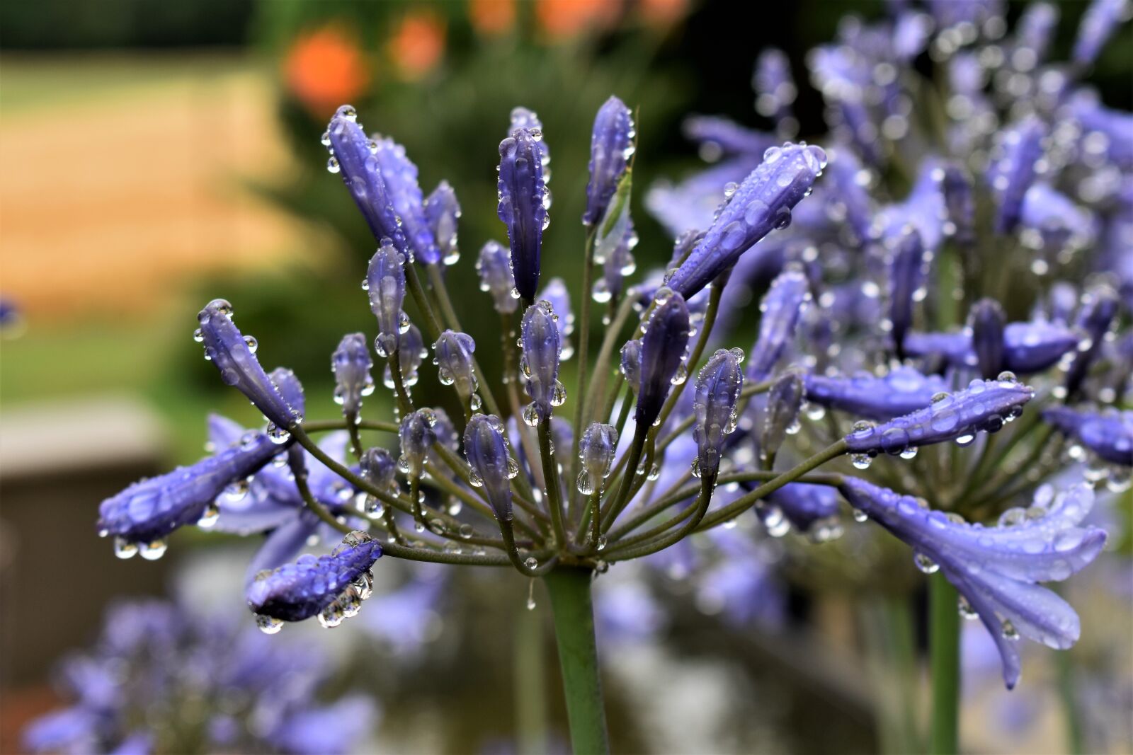Nikon D5500 sample photo. Jewelry lilies, blue, blossom photography