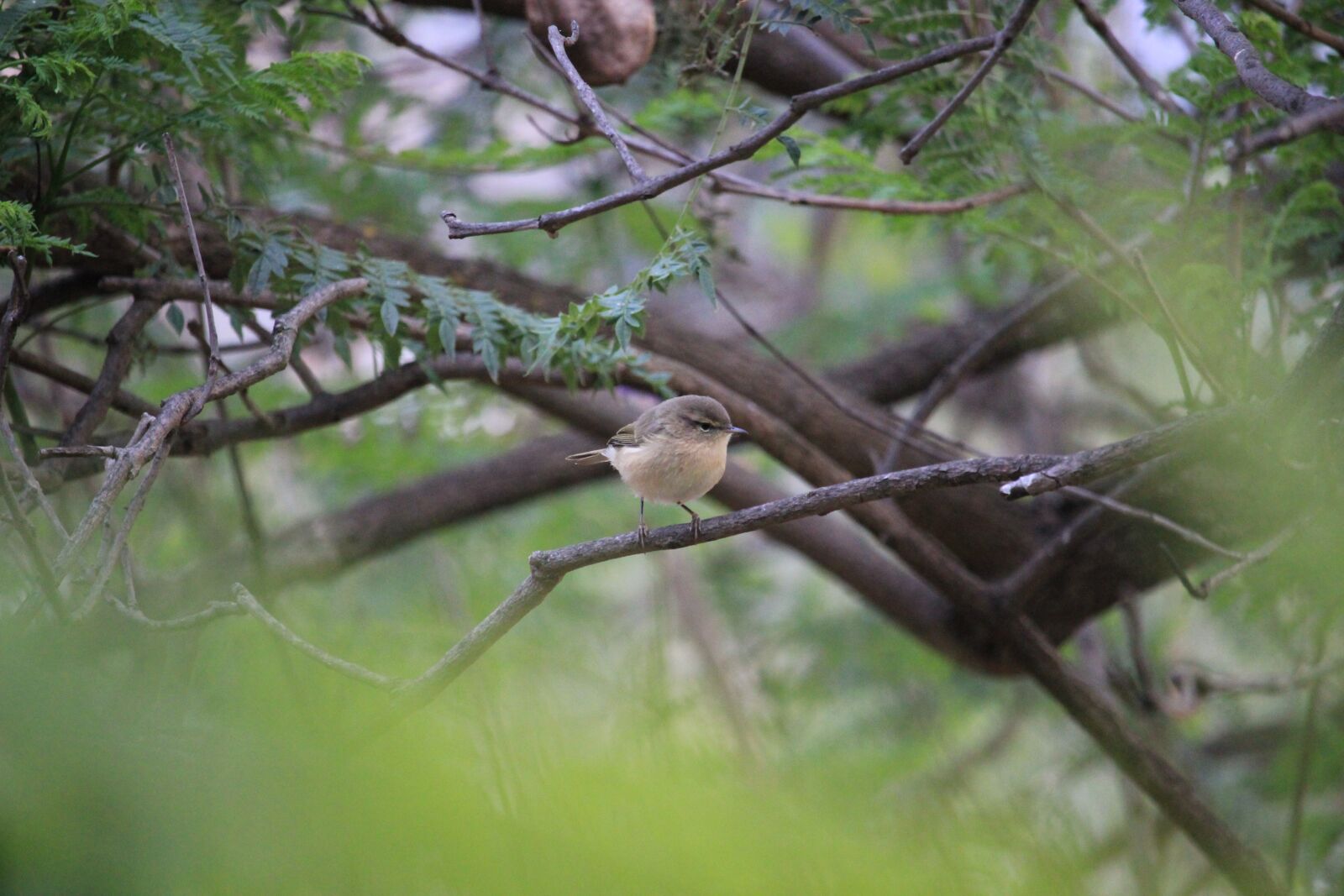 Canon EOS 550D (EOS Rebel T2i / EOS Kiss X4) sample photo. Chiffchaff, bird, nature photography