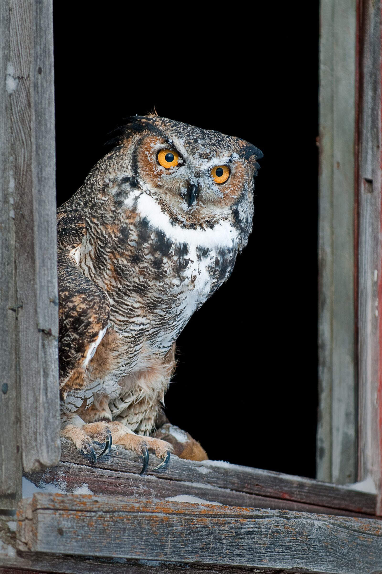 Nikon D300 sample photo. Owl, barn, nature photography