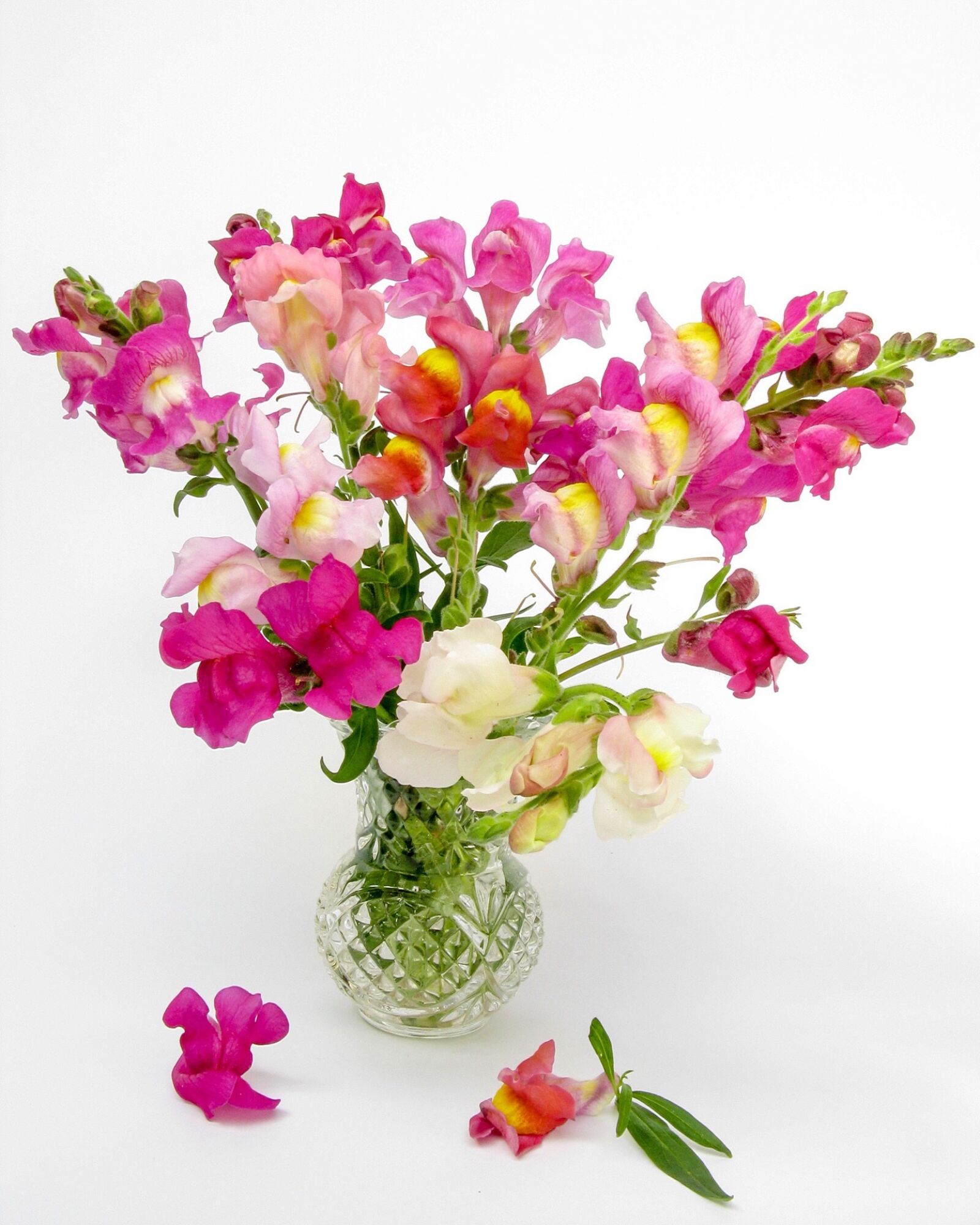 Canon POWERSHOT A720 IS sample photo. Antirrhinum, snapdragon, flower photography