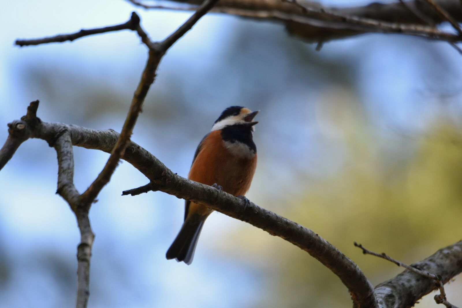 Nikon D7200 sample photo. Animal, forest, wood photography