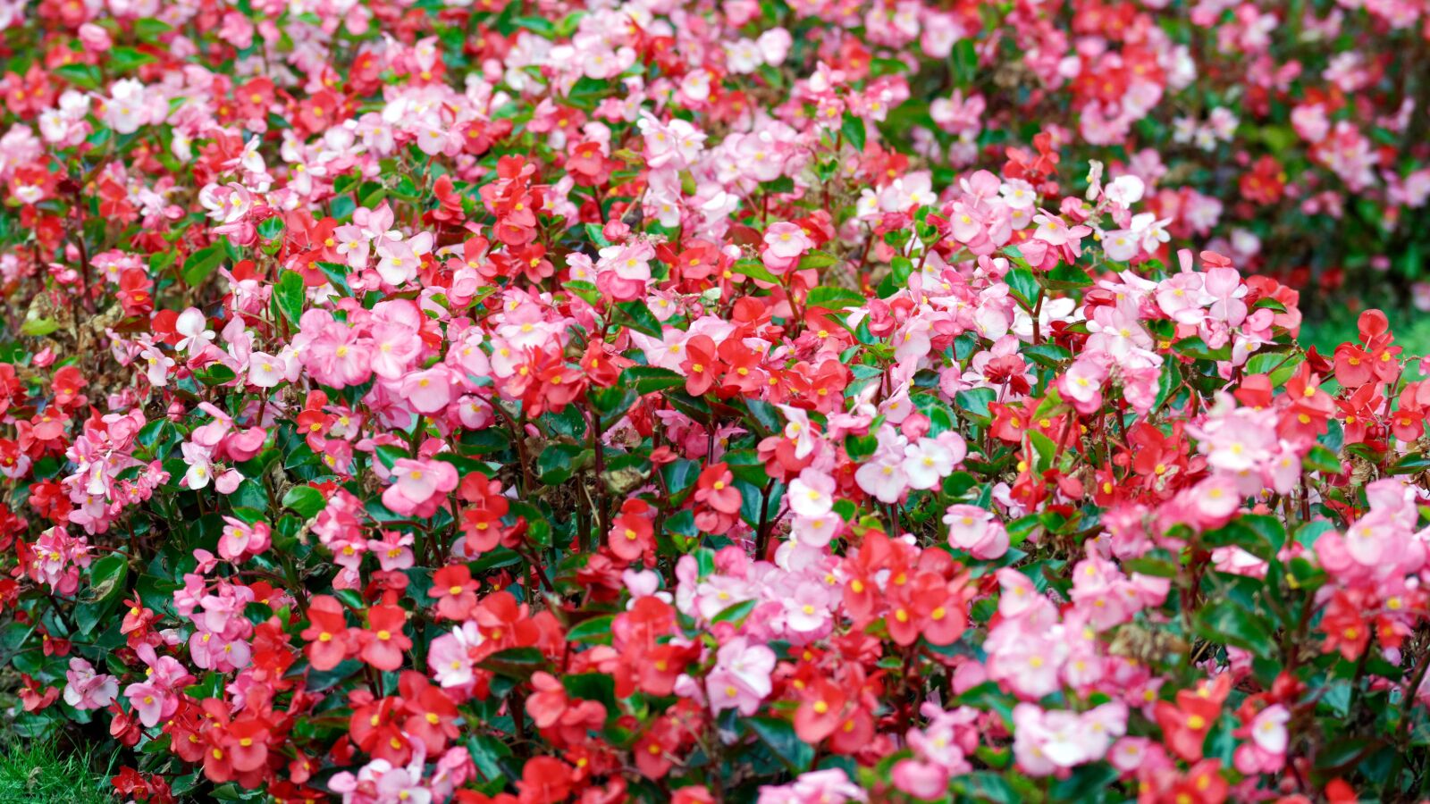 Nikon D5100 sample photo. Flowers, red, pink photography