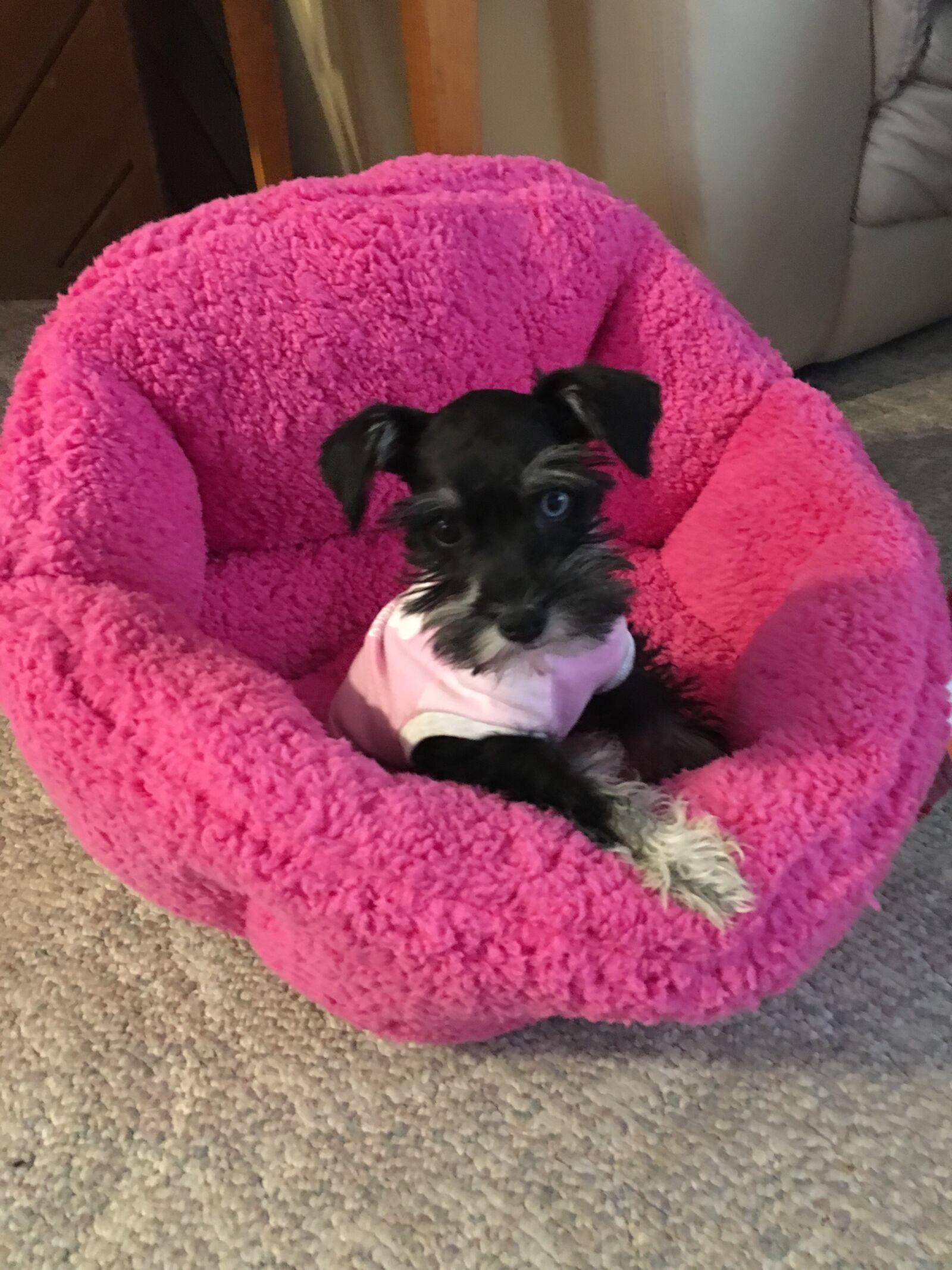 iPhone 6s Plus back camera 4.15mm f/2.2 sample photo. Mini schnauzer, dog, bed photography