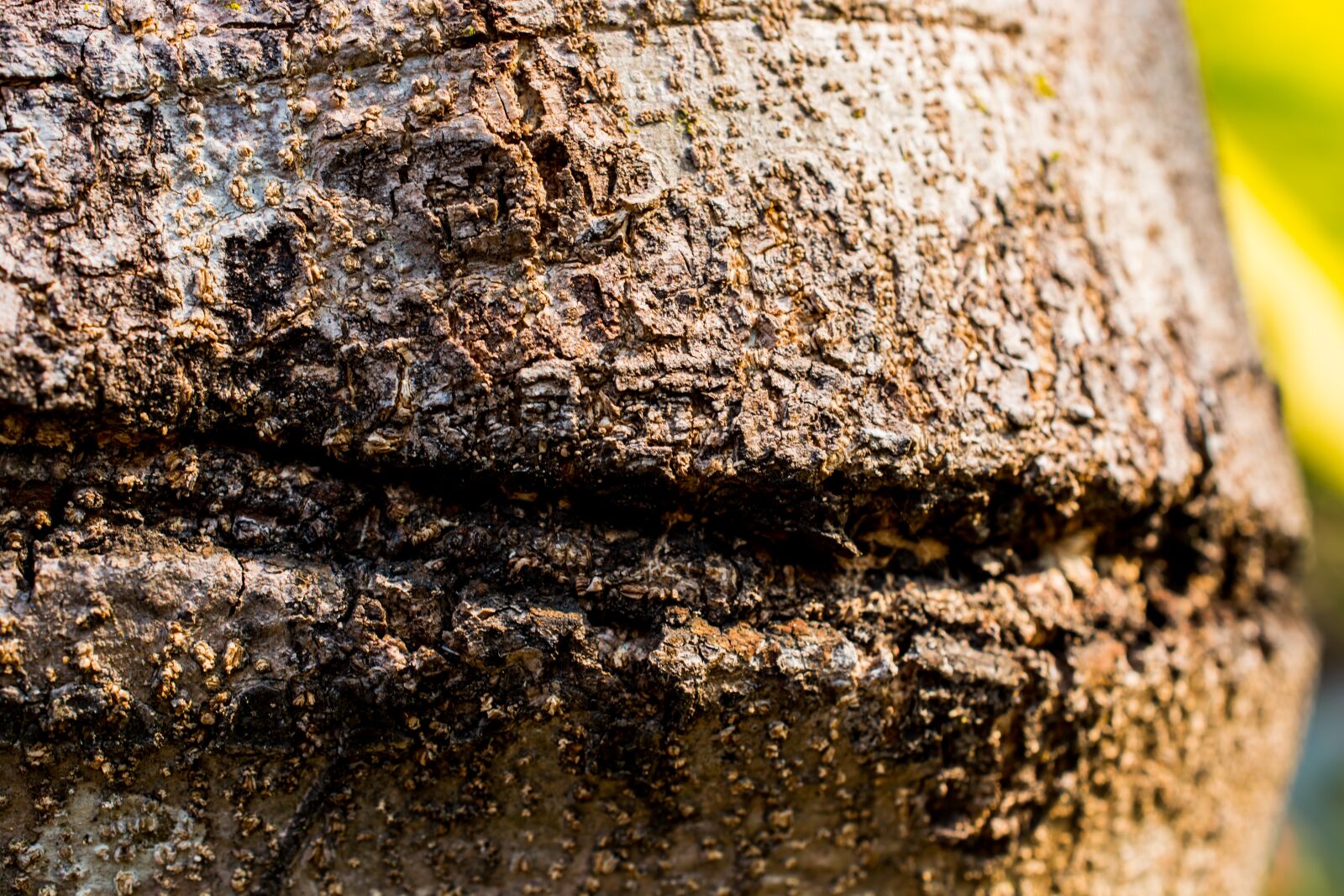 Nikon D5200 sample photo. Tree, log, bark photography