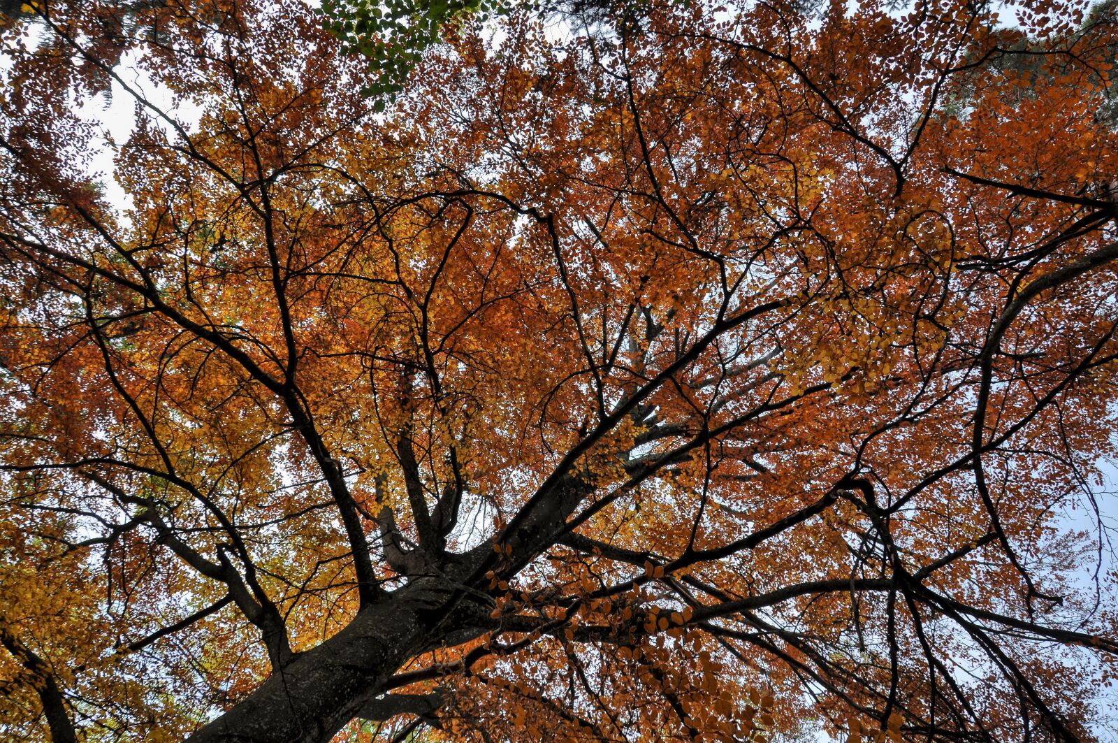 Nikon D5000 sample photo. Autumn, tree, leaves photography