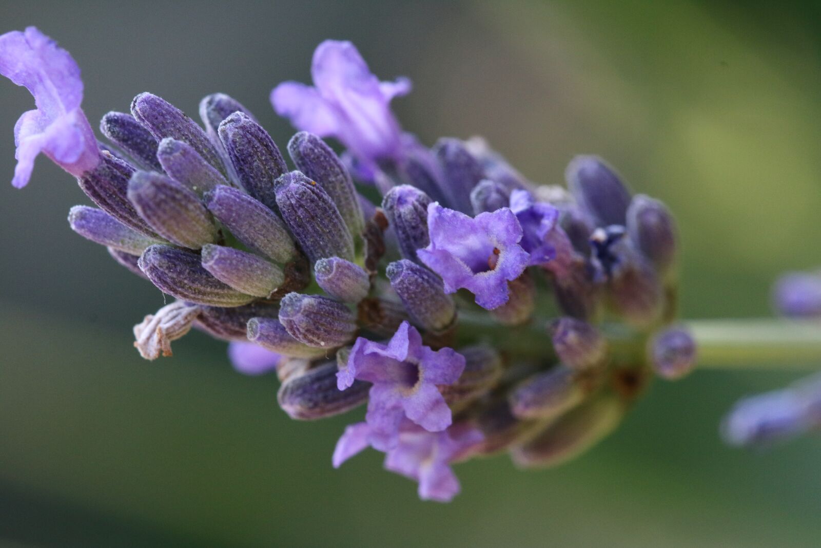 Canon EF 100mm F2.8L Macro IS USM sample photo. Lavender, flower, macro photography