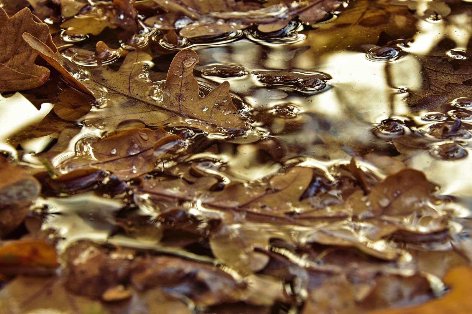 Nikon D5600 sample photo. Puddle, rain, raindrop photography