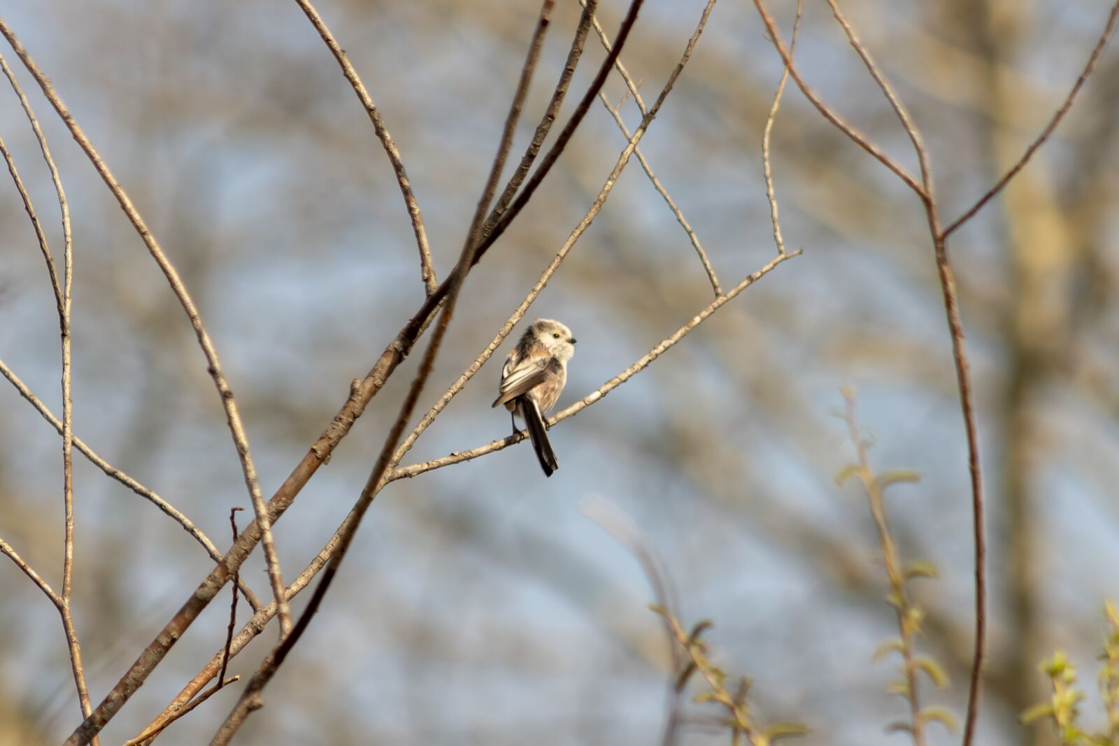 Canon EF75-300mm f/4-5.6 sample photo. Long-tailed titmouse, bird, pens photography