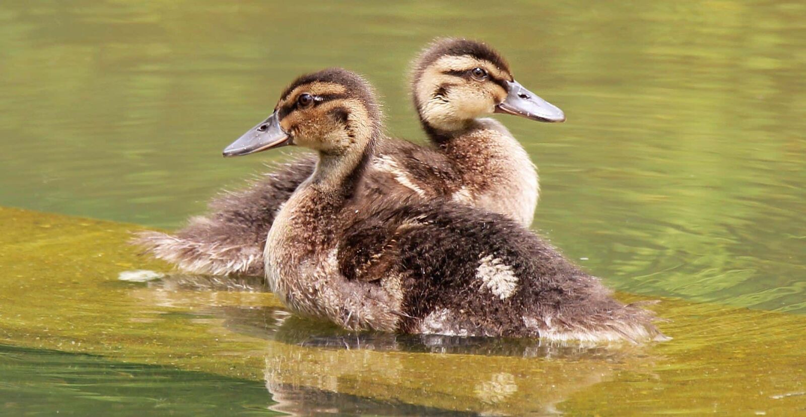 Canon EOS 550D (EOS Rebel T2i / EOS Kiss X4) sample photo. Duckling, young, duck, wildlife photography