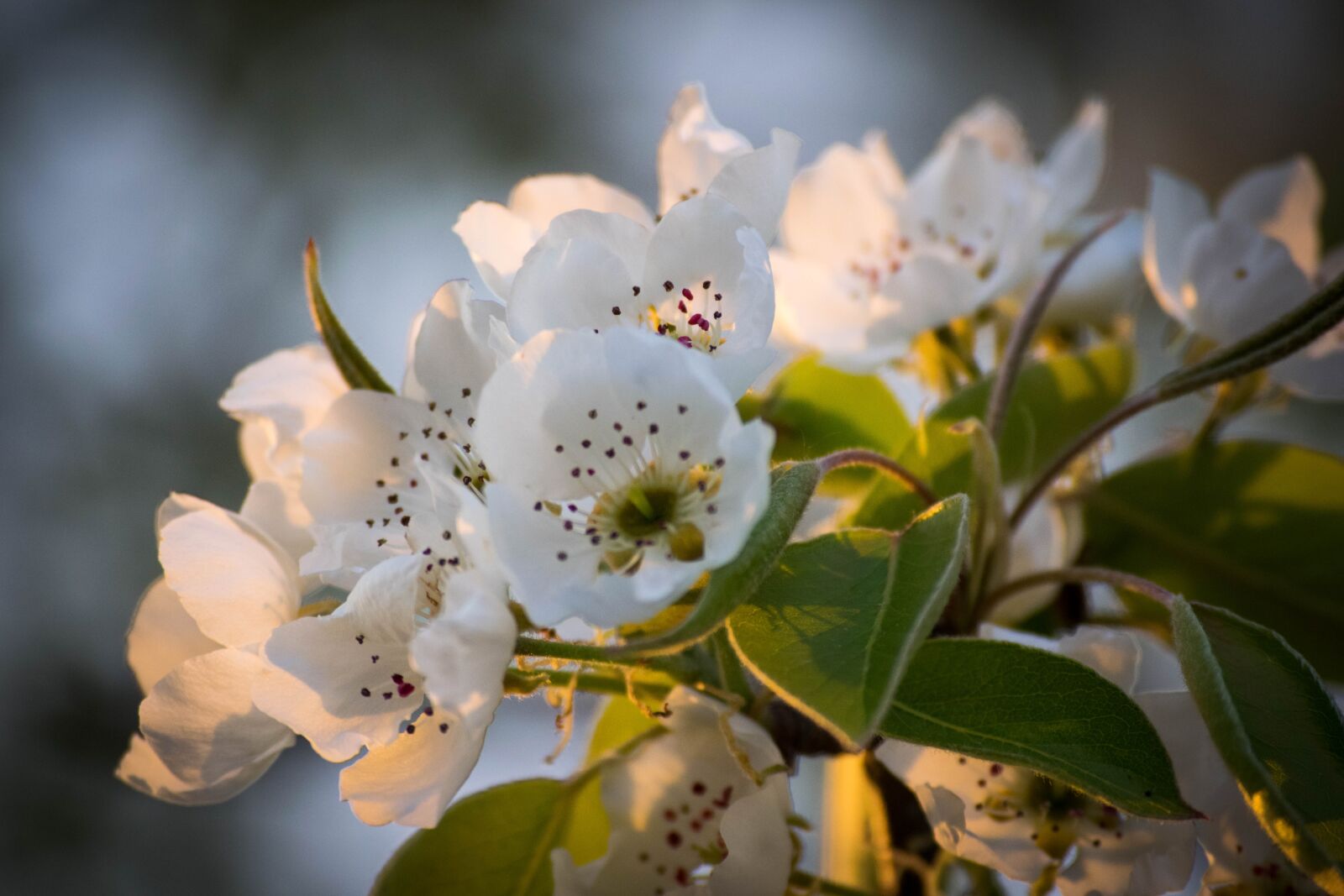 Nikon D3300 sample photo. Flower, nature, spring photography