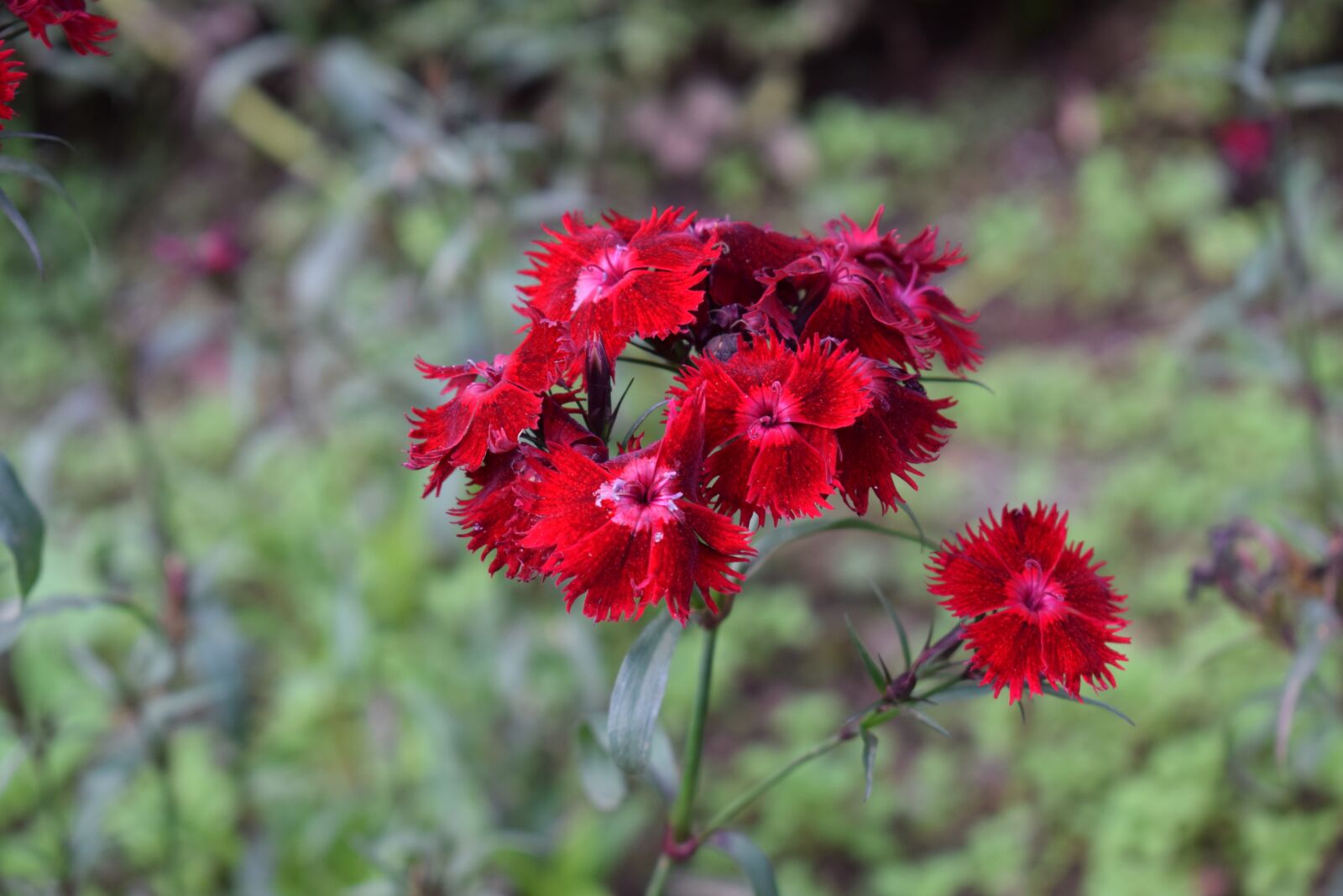 Nikon D5300 sample photo. Flower, beautiful, amazing photography