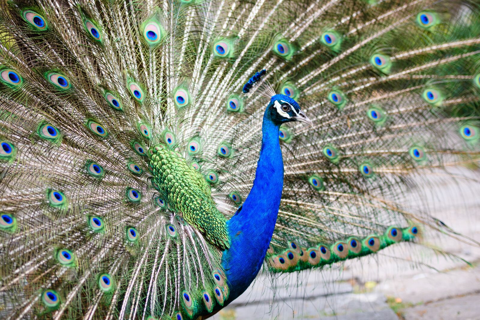 Nikon D3400 sample photo. Peacock, bird, feather photography