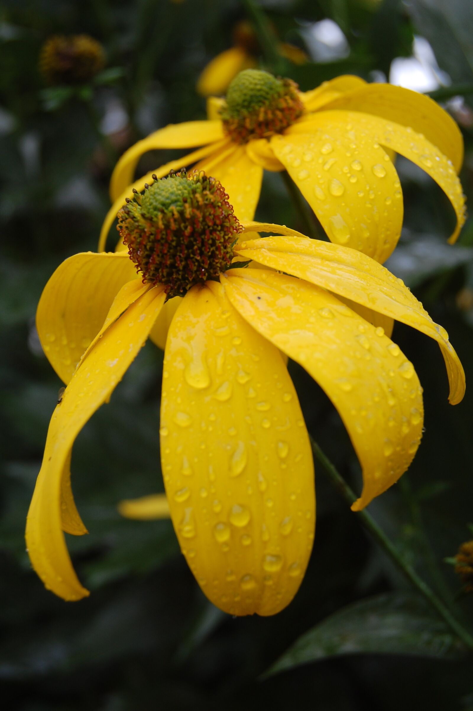 Nikon D40 sample photo. Flower, yellow, gold photography