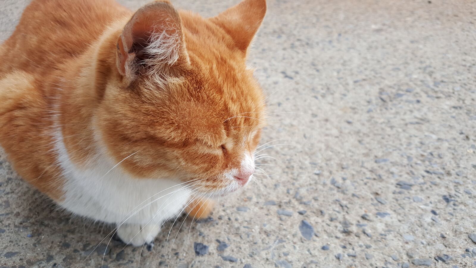 Samsung Galaxy Note5 sample photo. Cat, animal, pet photography