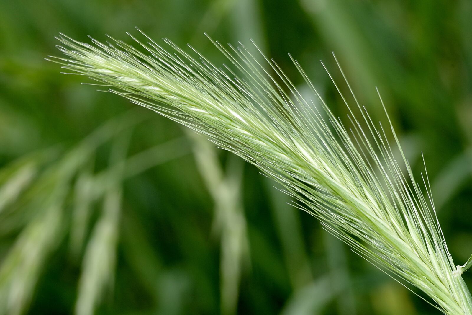 Pentax K-S2 sample photo. Kłos, corn, wild photography