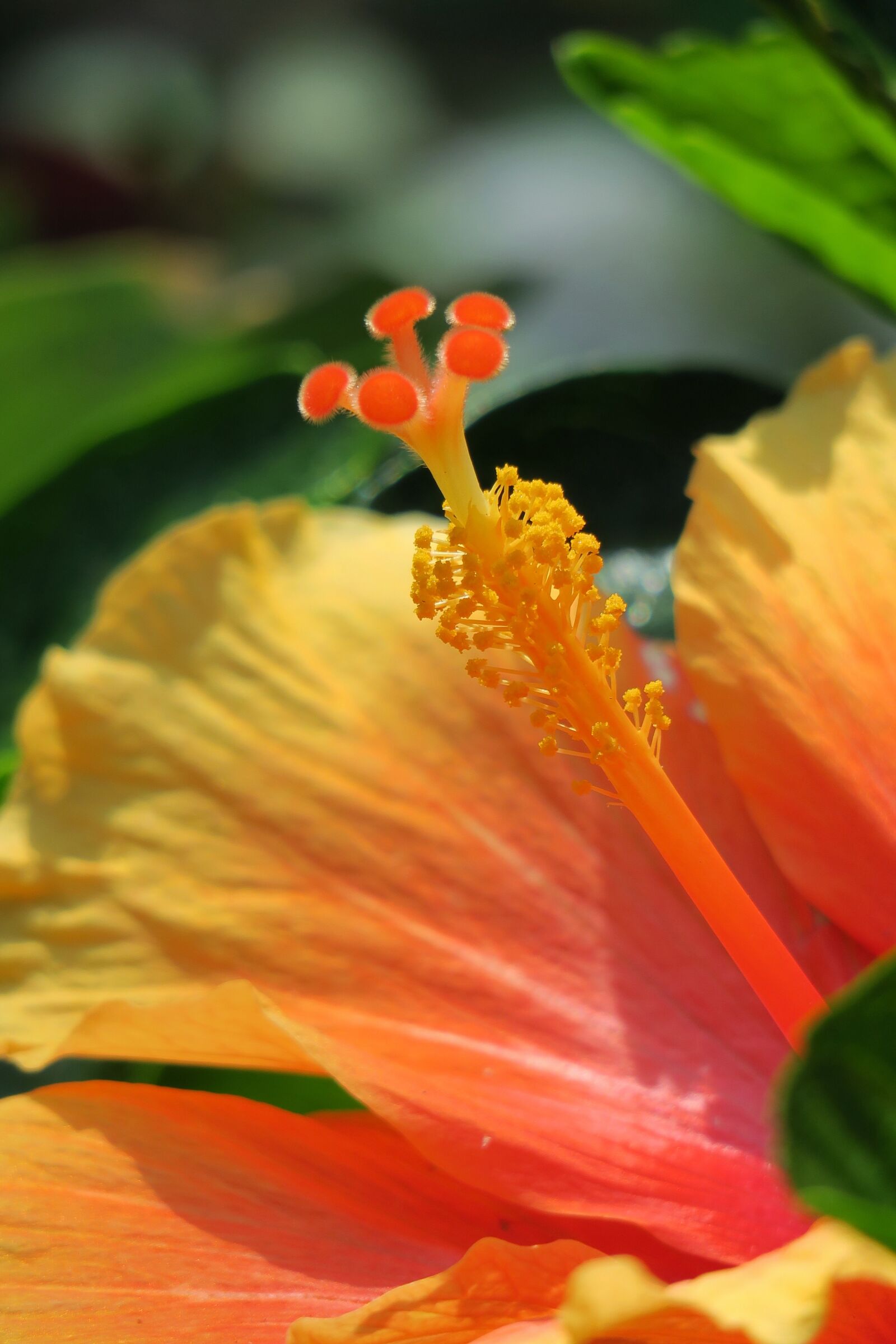 Canon PowerShot G3 X sample photo. Nature, flower, leaf photography