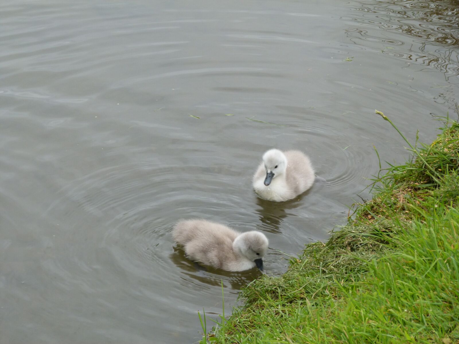 Panasonic Lumix DMC-FZ40 (Lumix DMC-FZ45) sample photo. Swan, cygnets, chicks photography