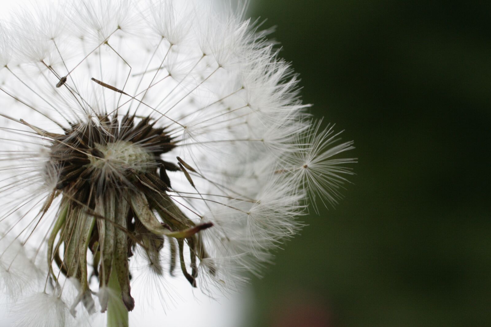 Canon EOS 400D (EOS Digital Rebel XTi / EOS Kiss Digital X) sample photo. Dandelion, seeds, meadow photography
