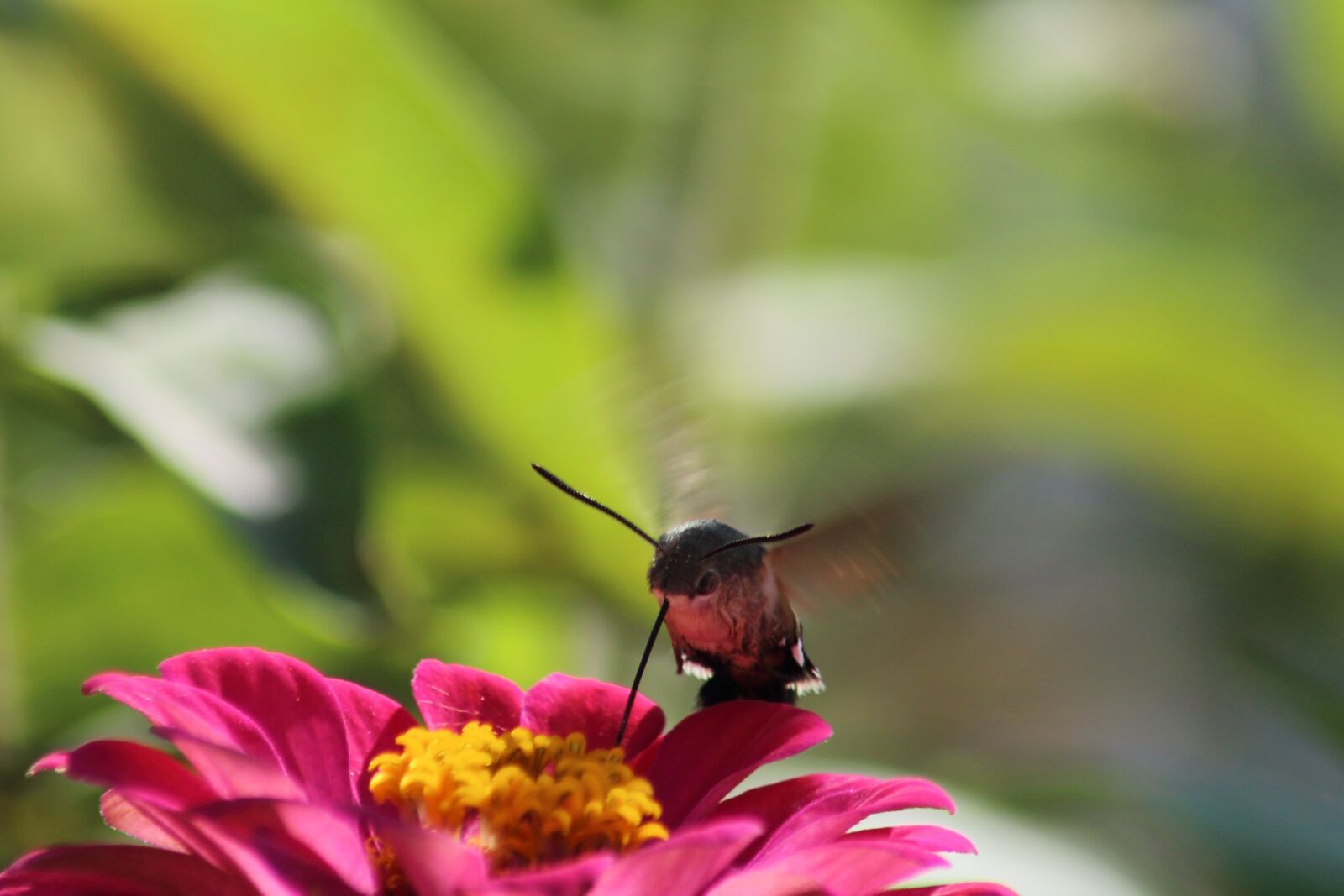 Canon EOS 1200D (EOS Rebel T5 / EOS Kiss X70 / EOS Hi) sample photo. Nature, flower, insect photography