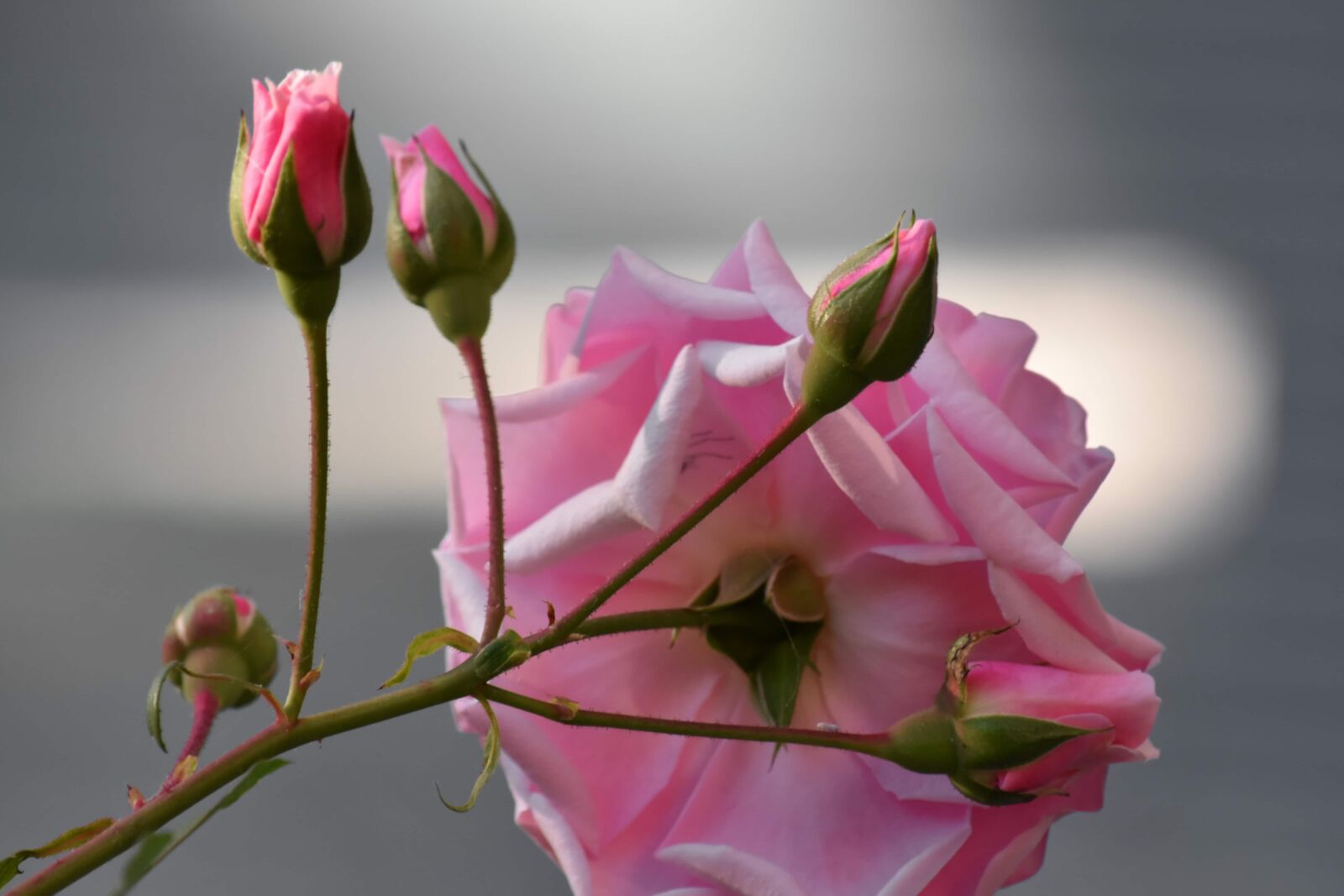 Nikon D5500 sample photo. Flower bud, flower garden photography