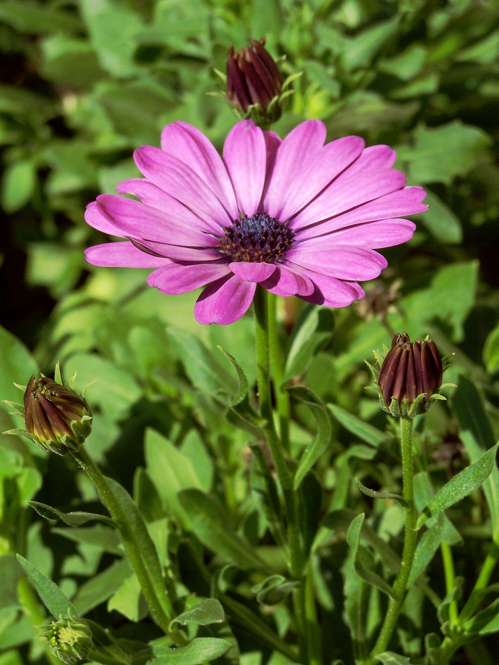 Kodak Z740 ZOOM DIGITAL CAMERA sample photo. Droplets, storm flower, osteospermum photography