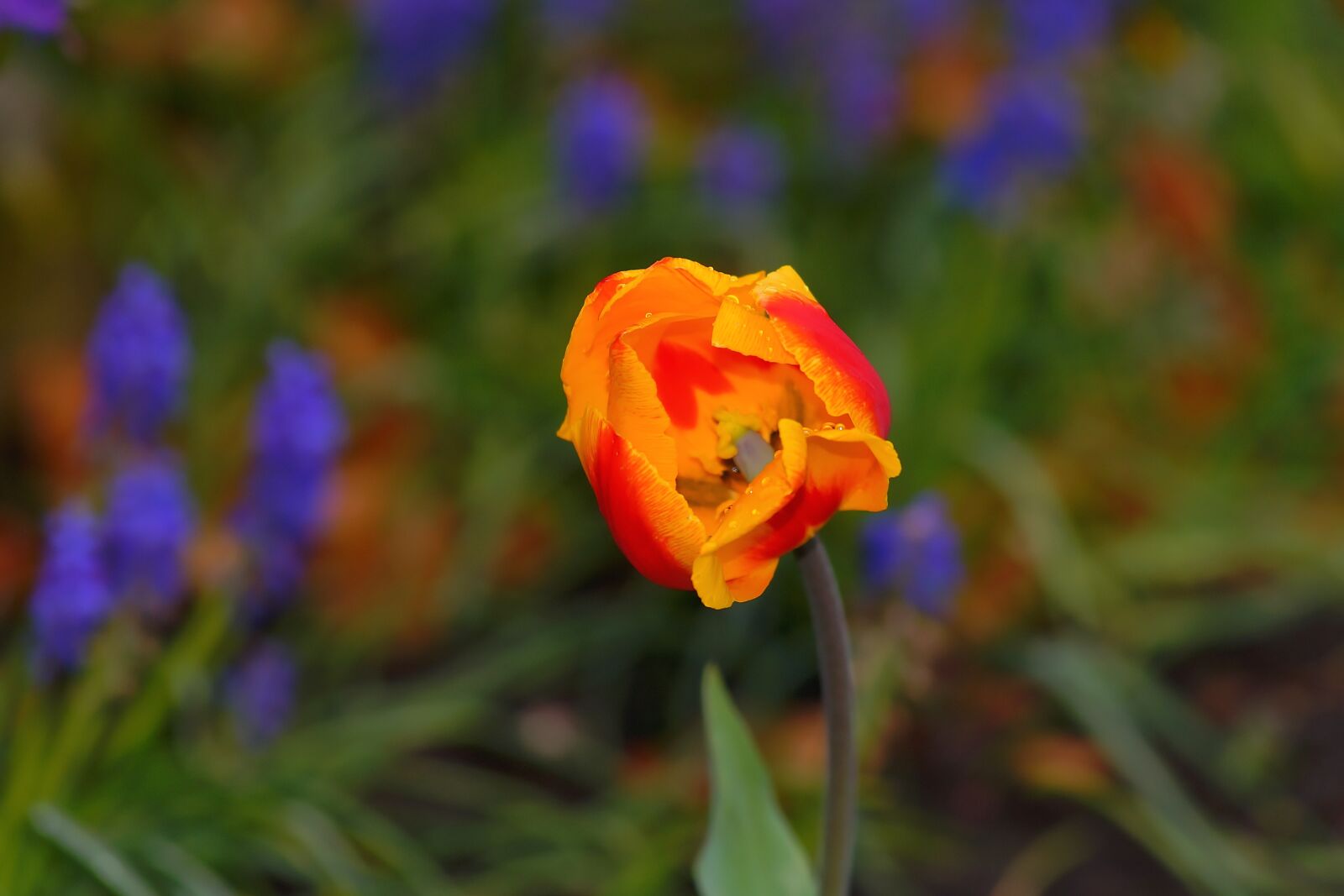 Sony a99 II sample photo. Tulip, spring, flower photography