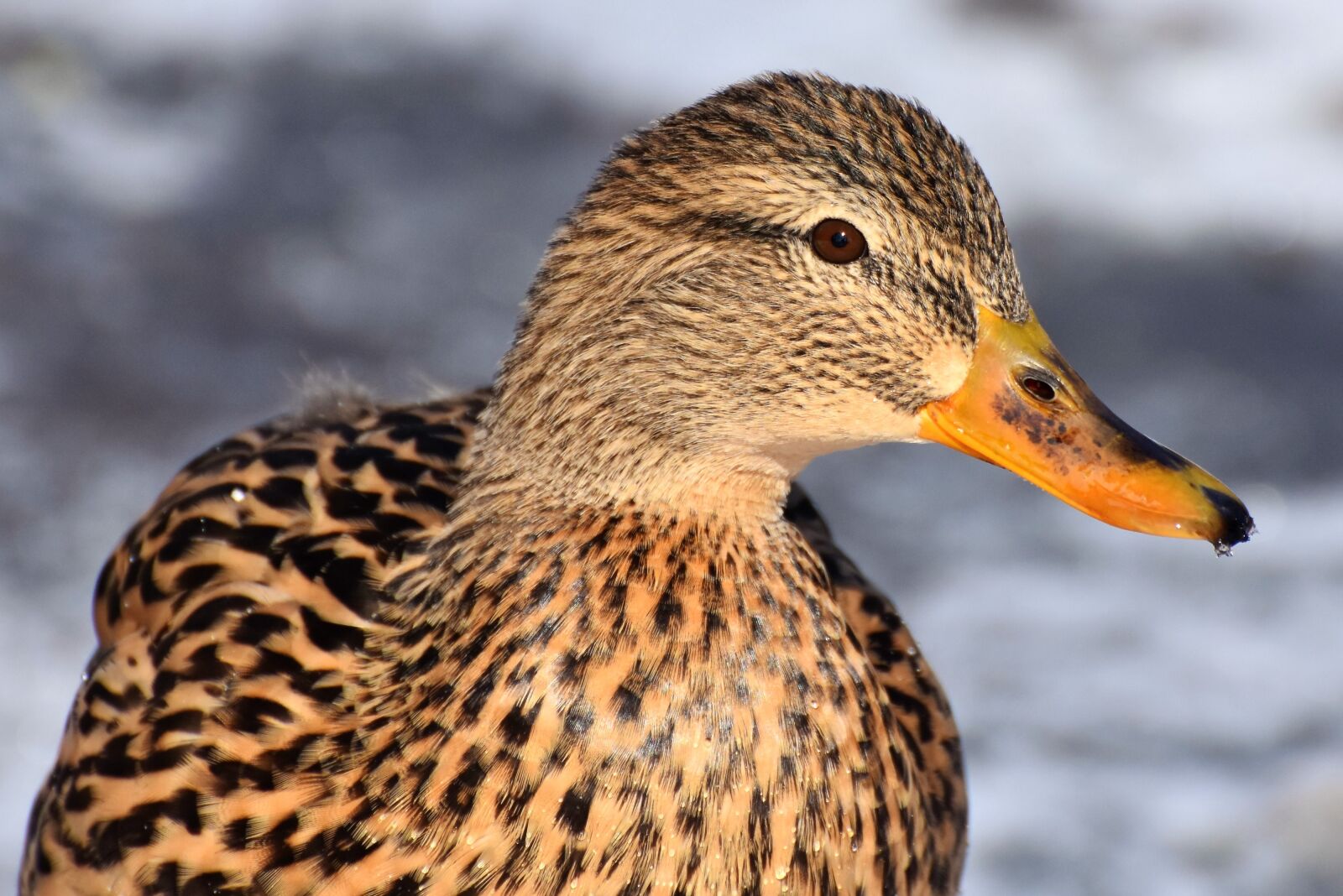 Nikon D7200 sample photo. Duck, drake, water bird photography