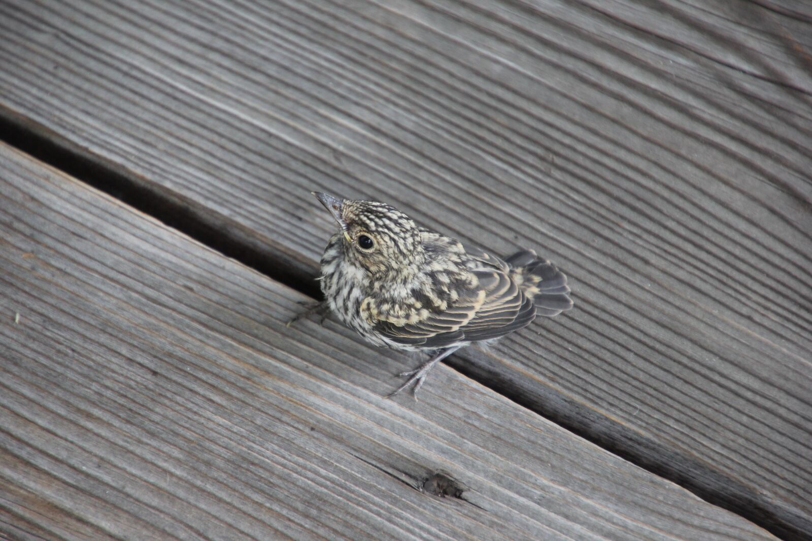 Canon EOS 60D sample photo. Nature, bird, young bird photography