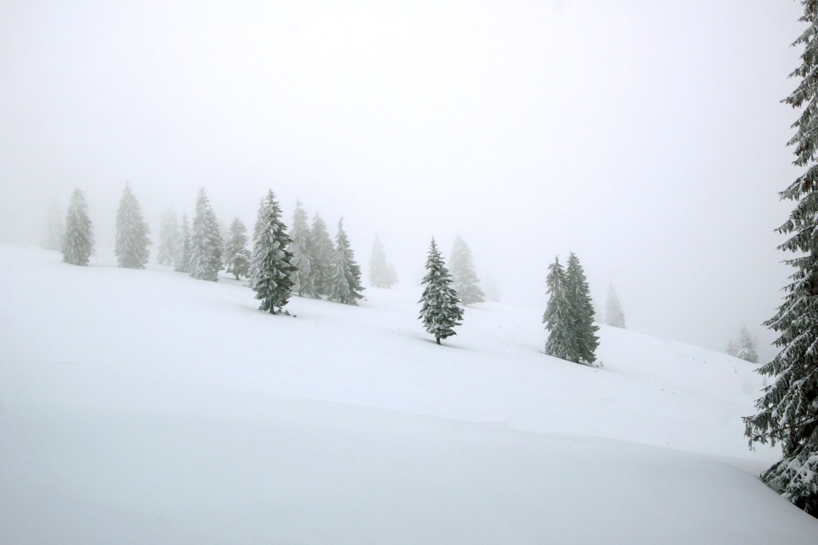 Nikon D5300 sample photo. Snow, winter, cold photography