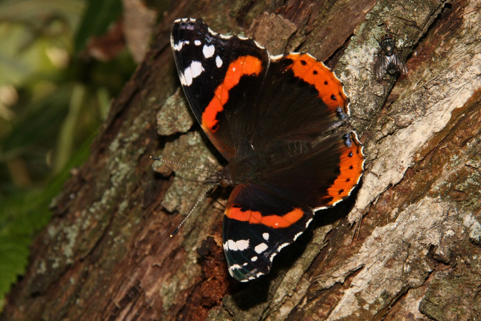 Canon EOS 40D sample photo. Butterfly, admiral, tree photography
