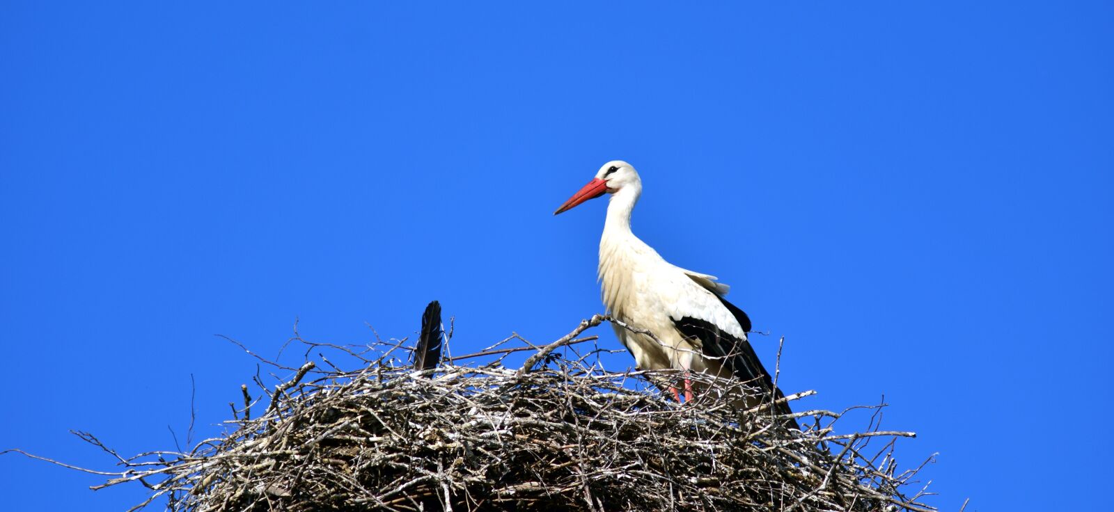 Nikon D3300 sample photo. Stork, nest, bird photography