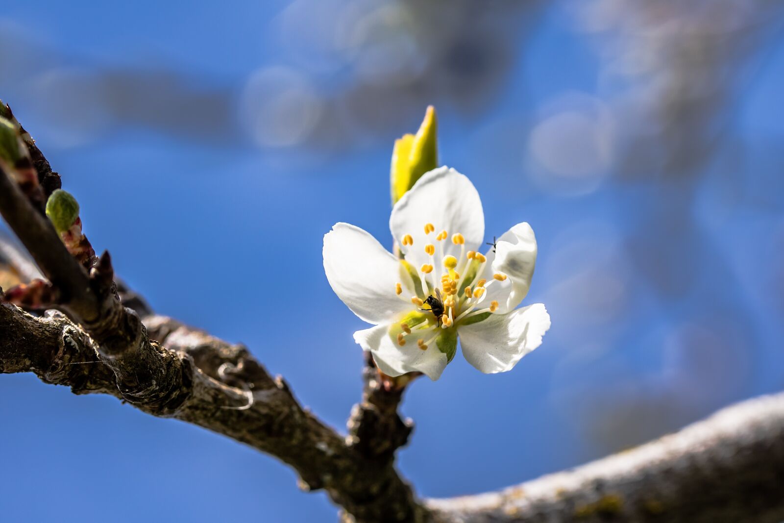 Canon EOS 750D (EOS Rebel T6i / EOS Kiss X8i) sample photo. Plum blossom, plum tree photography