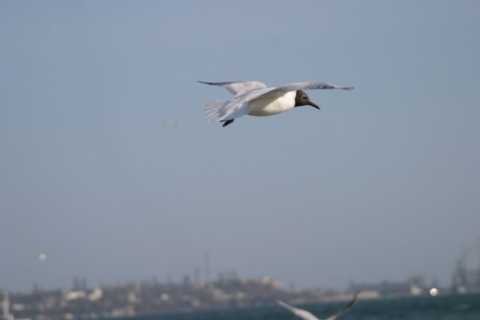 Canon EOS 10D sample photo. Seaside, birds, sunrice photography