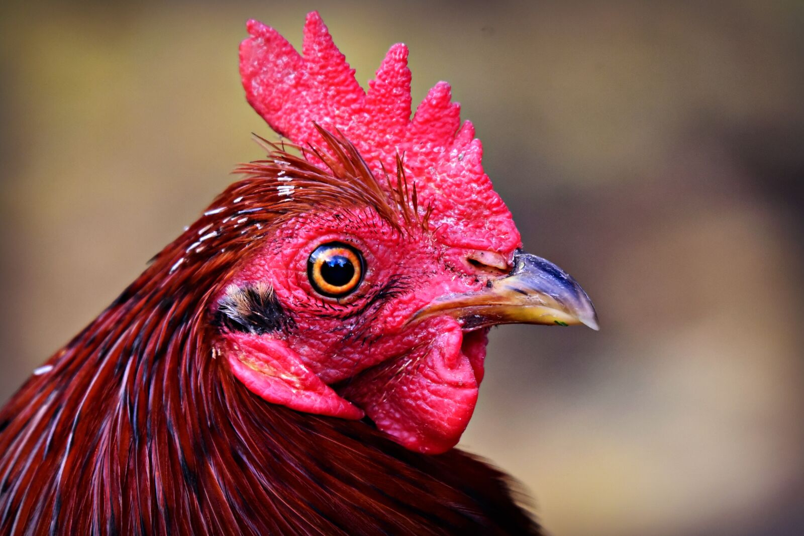 Nikon D750 sample photo. Rooster, chicken, bird photography