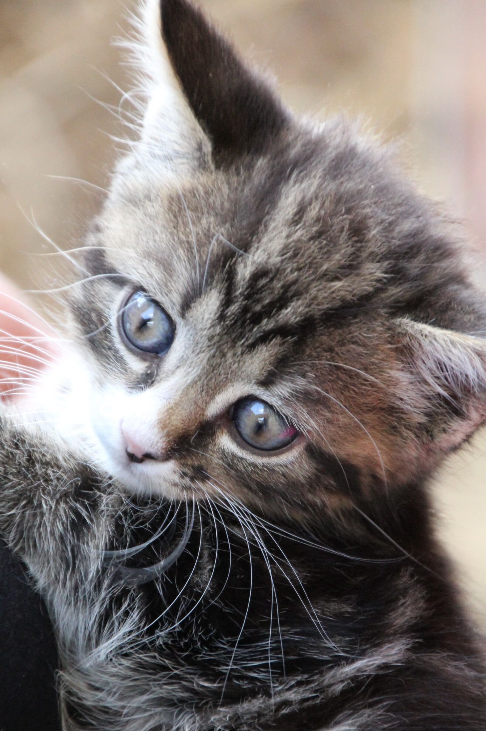 Canon EOS 1200D (EOS Rebel T5 / EOS Kiss X70 / EOS Hi) sample photo. Young cat, blue eye photography