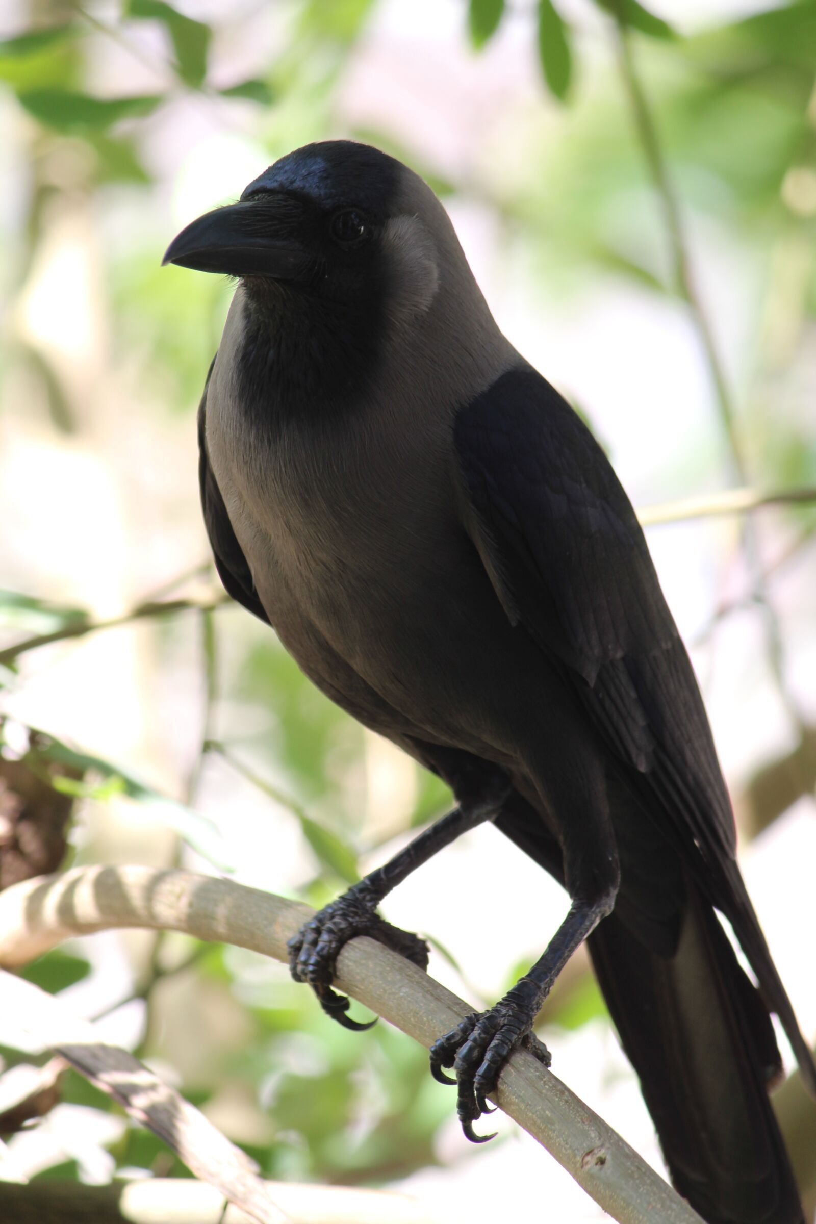 Canon EOS 1300D (EOS Rebel T6 / EOS Kiss X80) sample photo. Crow, birds, indian birds photography