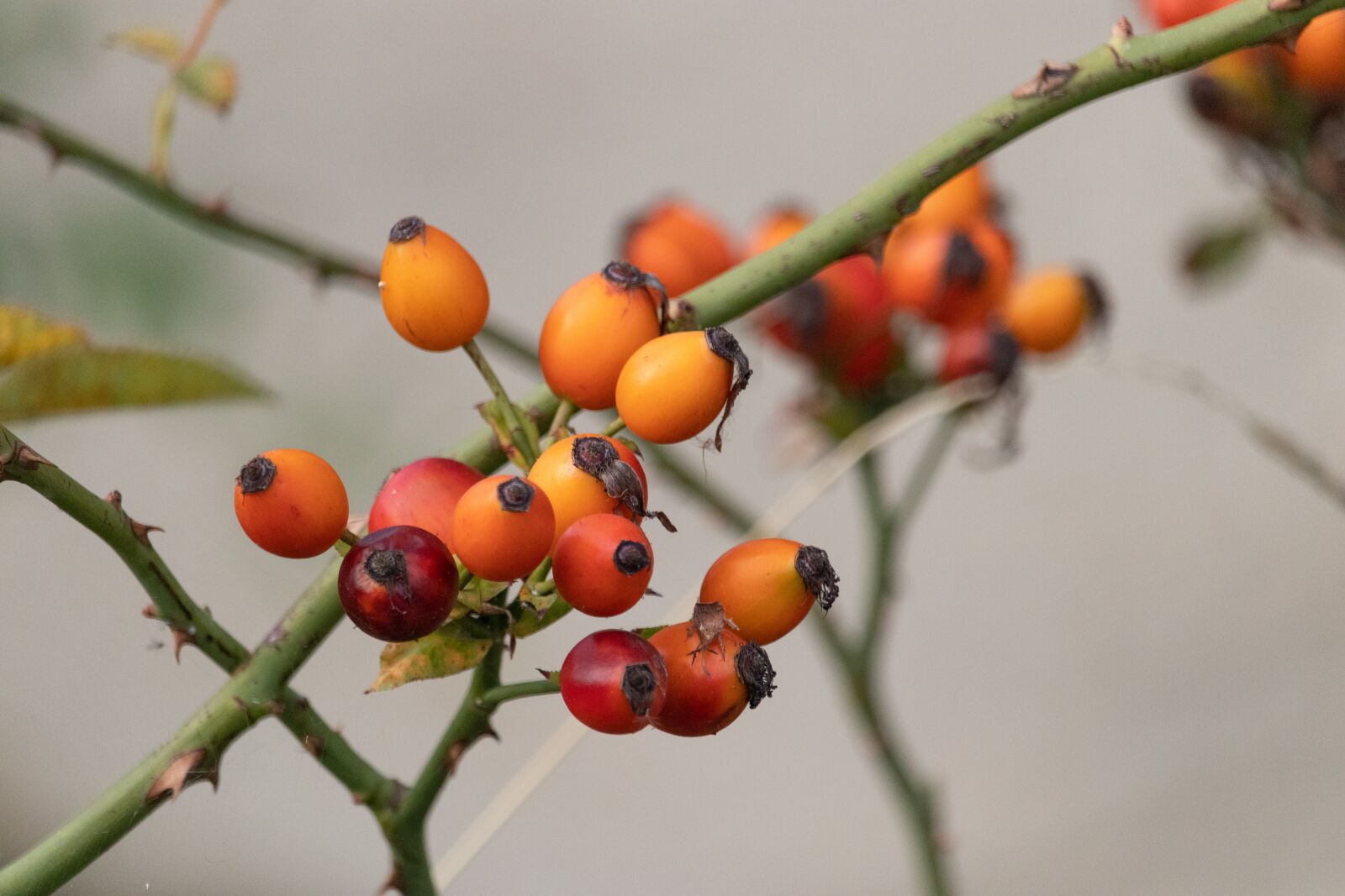 Canon EOS M100 sample photo. Rosehips, red, nature photography