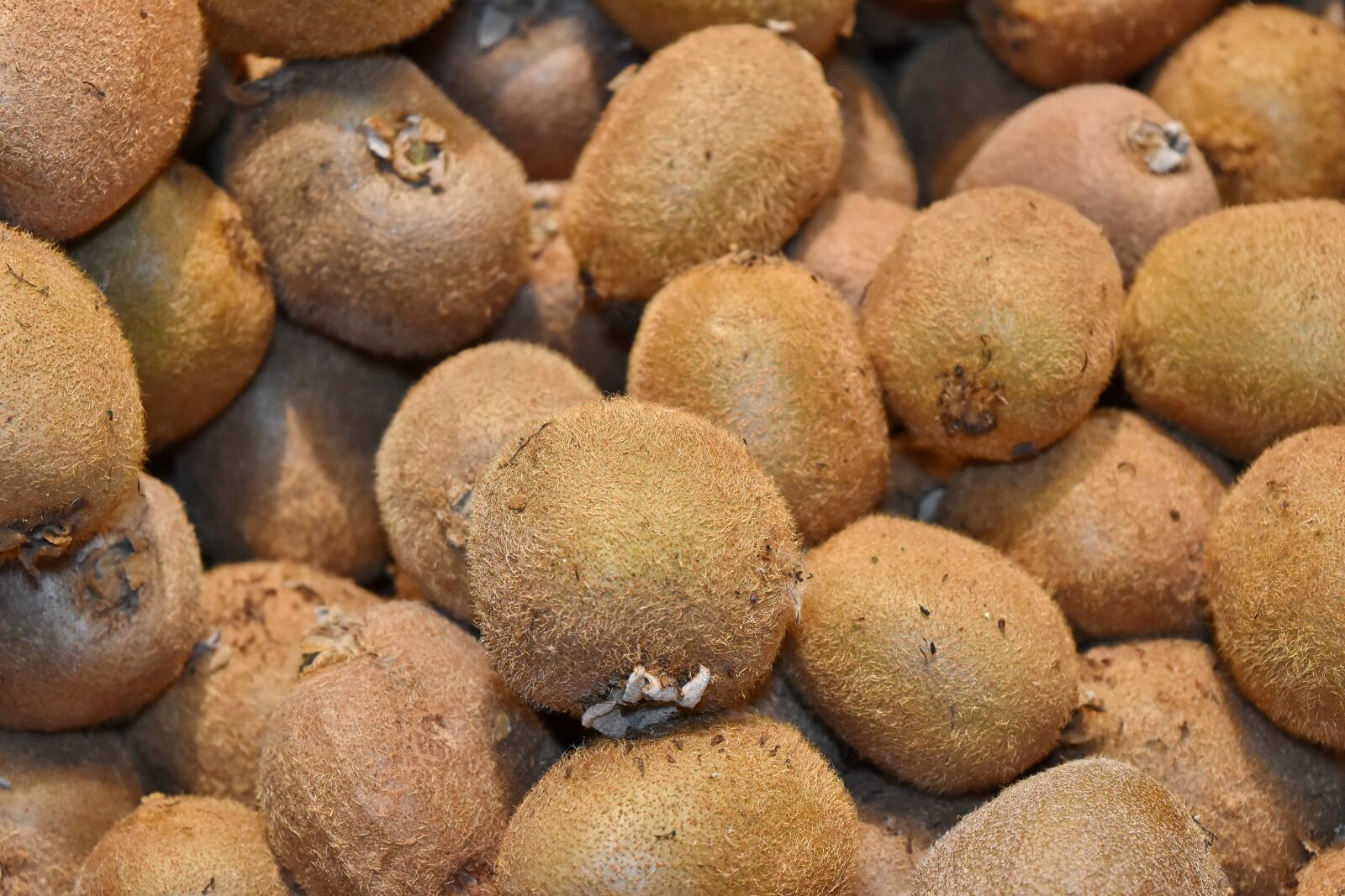 Nikon D5500 sample photo. Agriculture, fruit, light brown photography