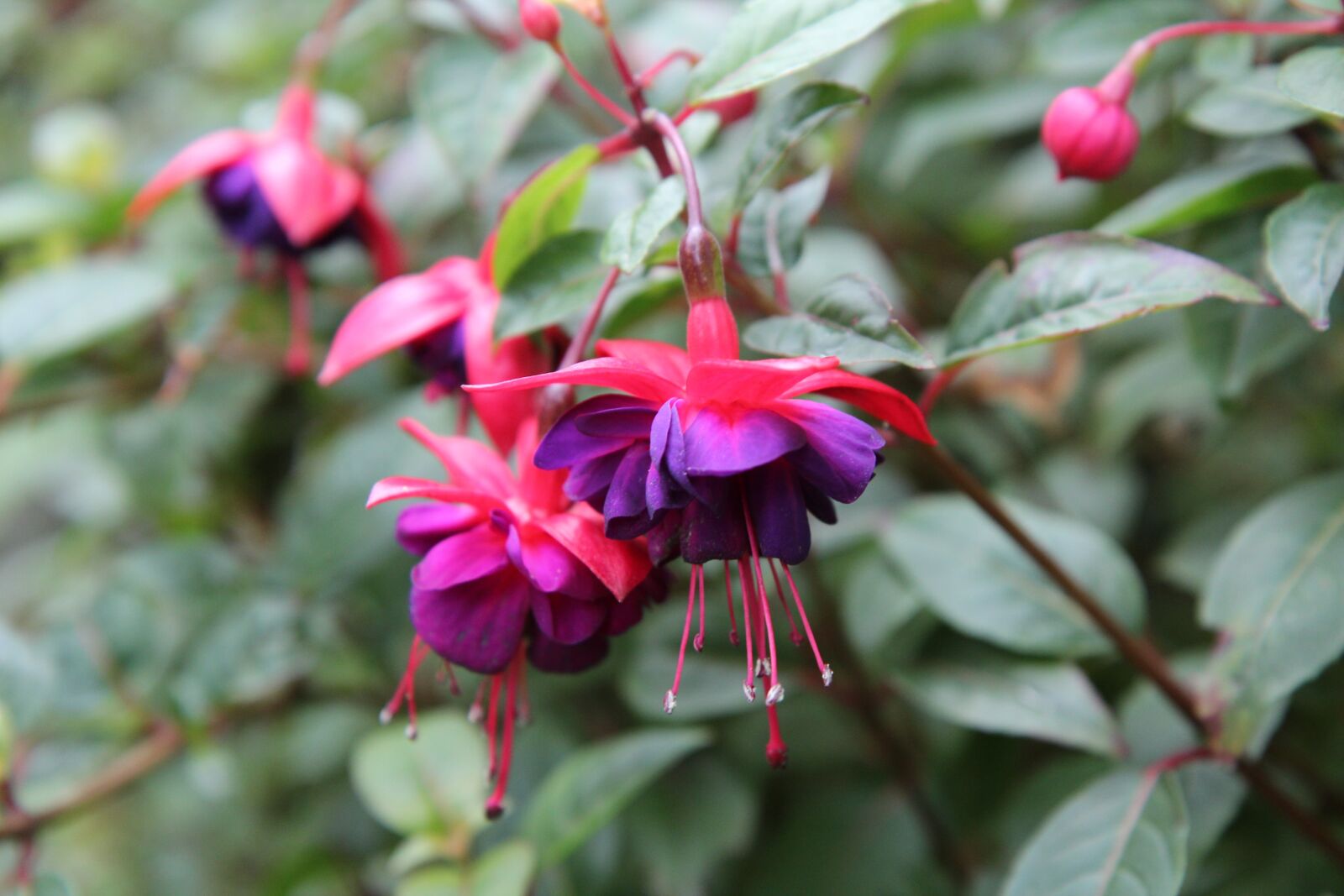 Canon EOS 600D (Rebel EOS T3i / EOS Kiss X5) sample photo. Fushia, fushia red, flowering photography